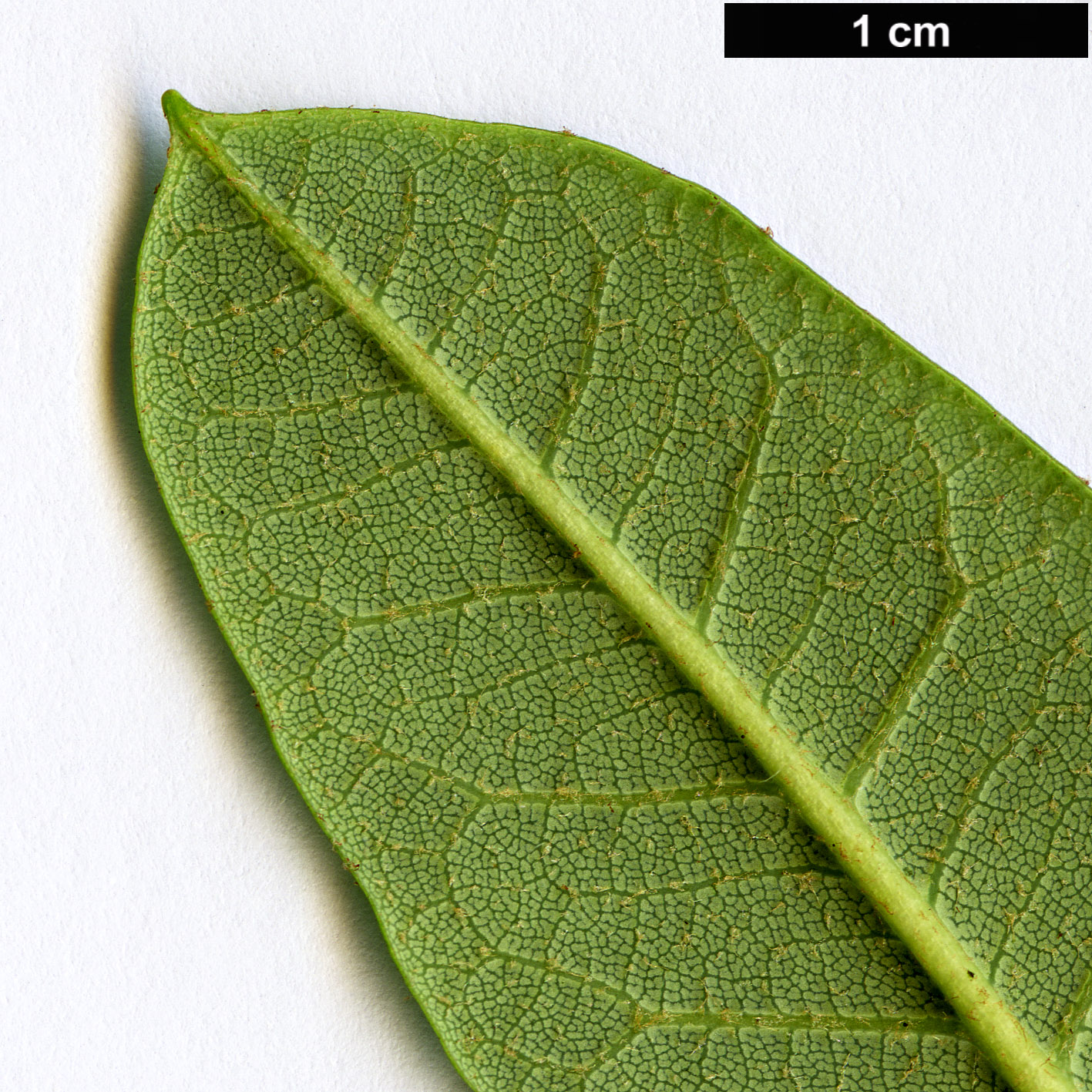 High resolution image: Family: Ericaceae - Genus: Rhododendron - Taxon: hylaeum