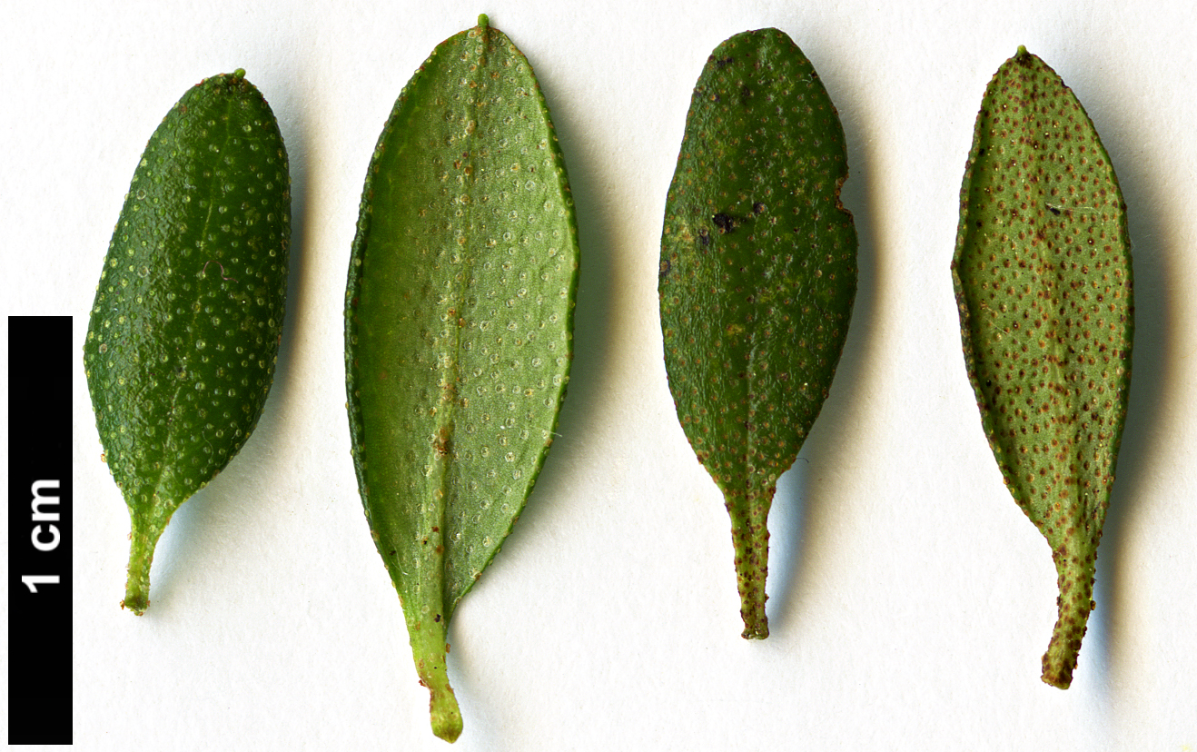 High resolution image: Family: Ericaceae - Genus: Rhododendron - Taxon: impeditum