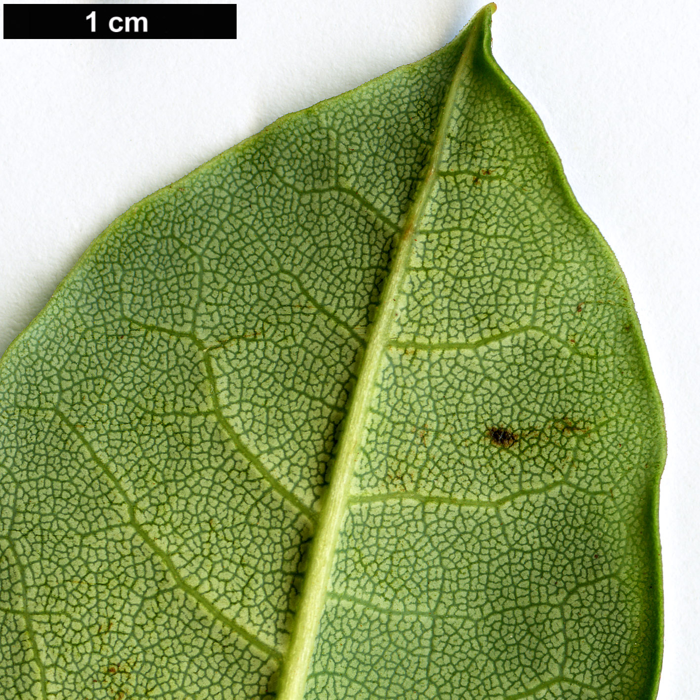 High resolution image: Family: Ericaceae - Genus: Rhododendron - Taxon: irroratum