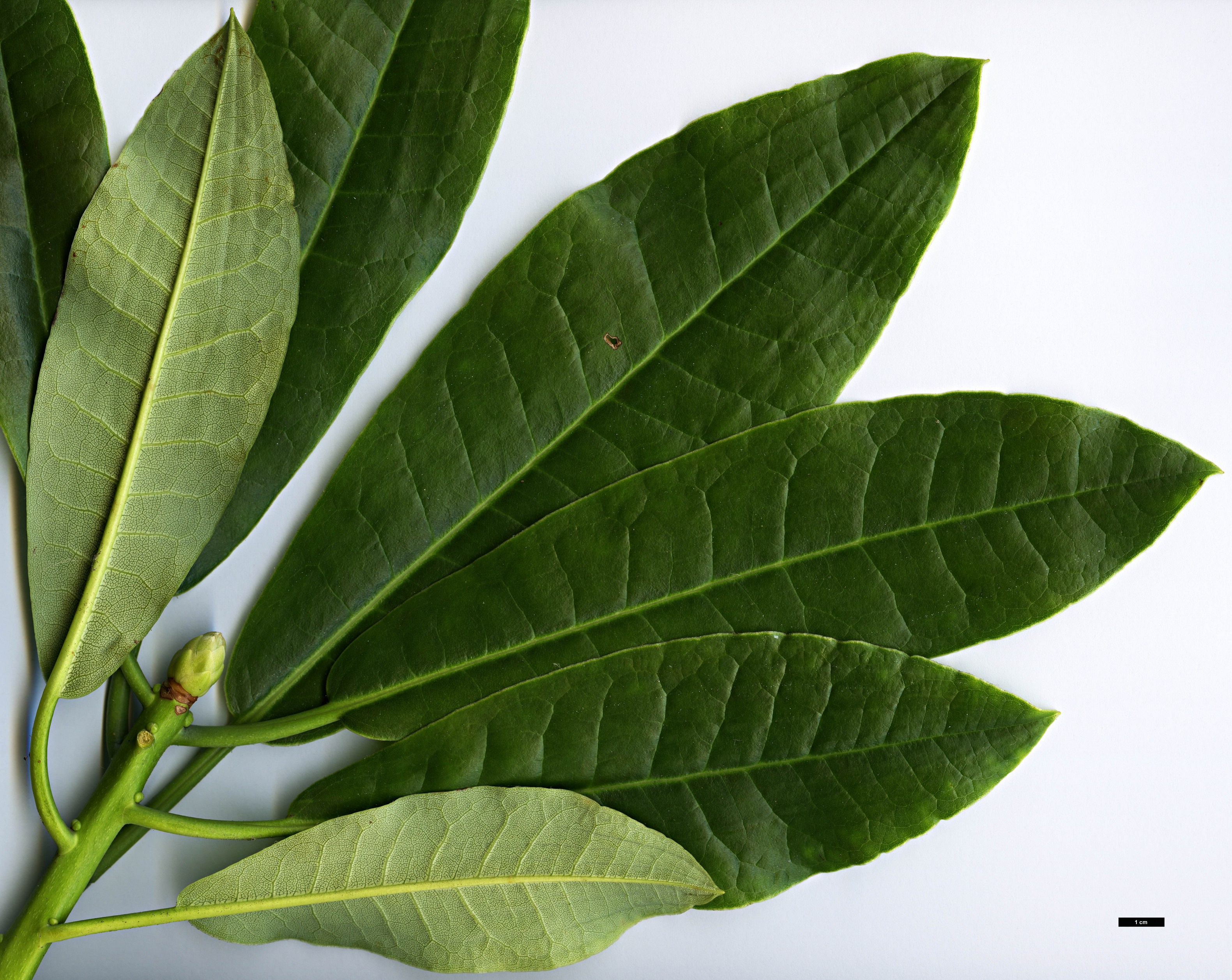 High resolution image: Family: Ericaceae - Genus: Rhododendron - Taxon: jinchangense