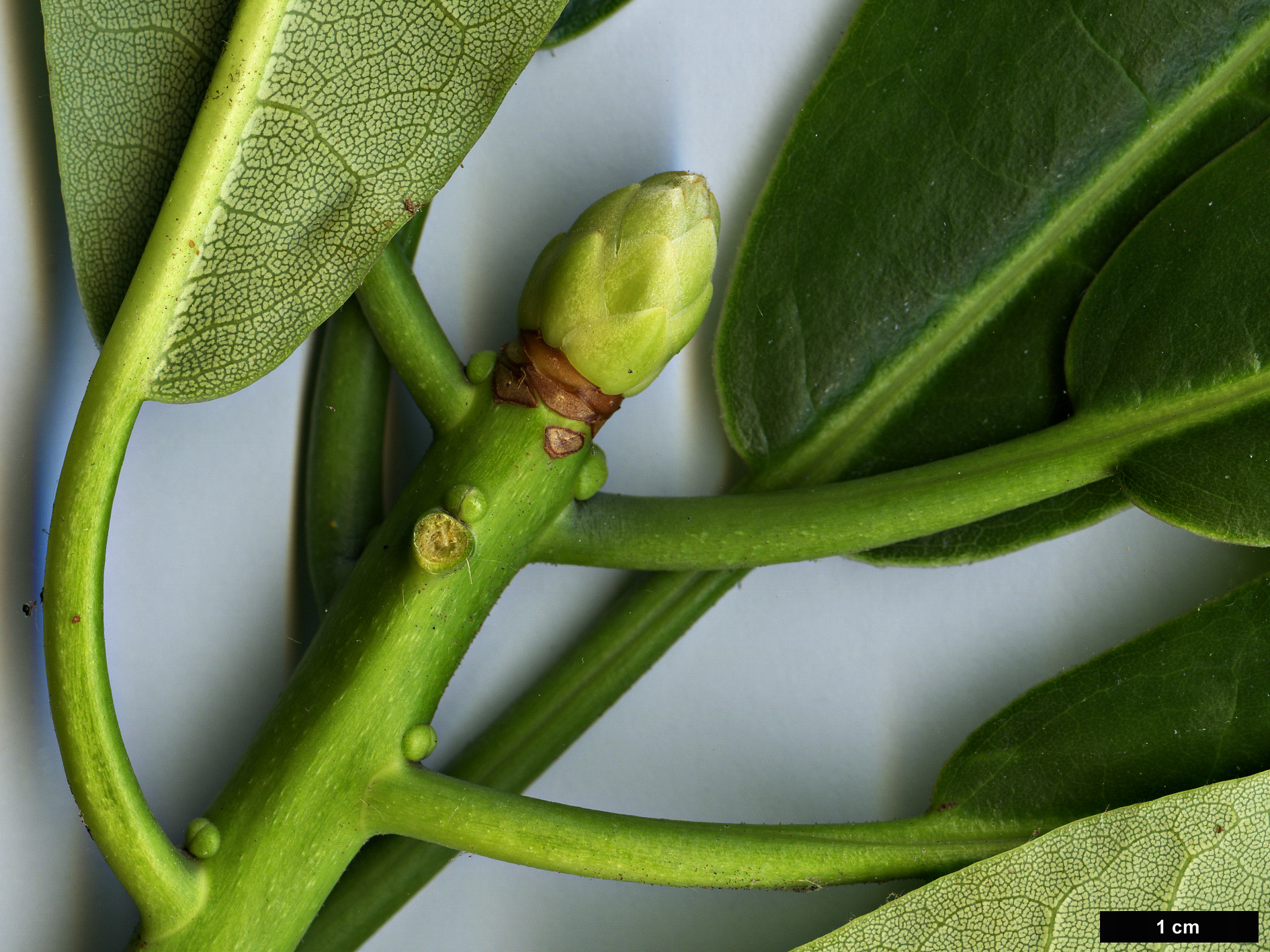 High resolution image: Family: Ericaceae - Genus: Rhododendron - Taxon: jinchangense