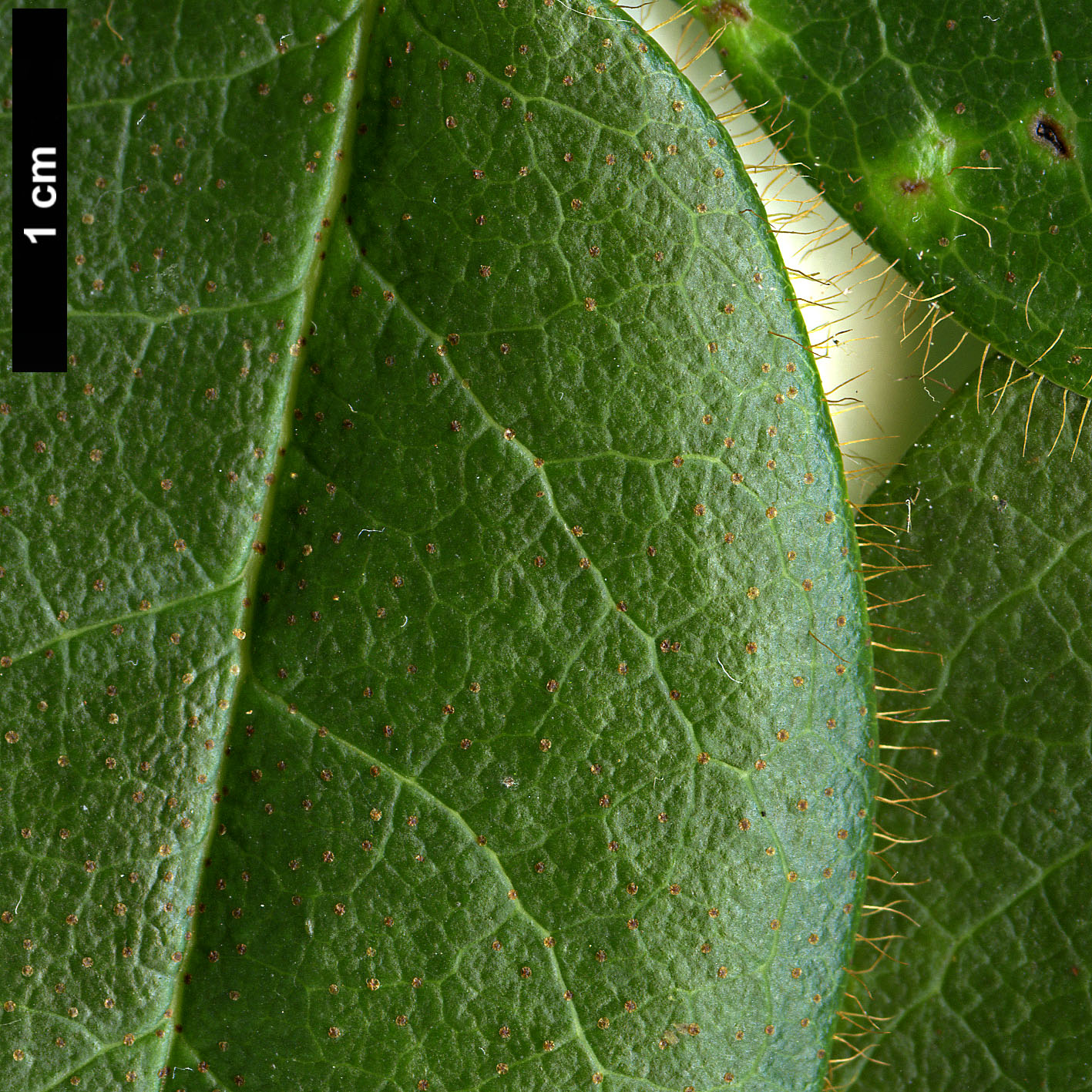 High resolution image: Family: Ericaceae - Genus: Rhododendron - Taxon: johnstoneanum