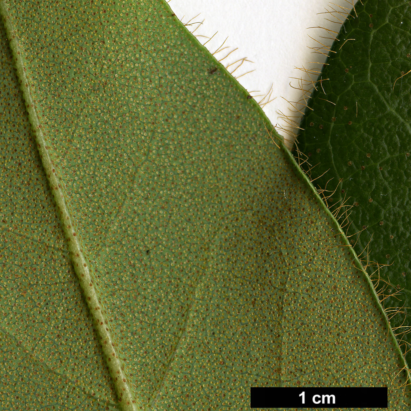 High resolution image: Family: Ericaceae - Genus: Rhododendron - Taxon: johnstoneanum