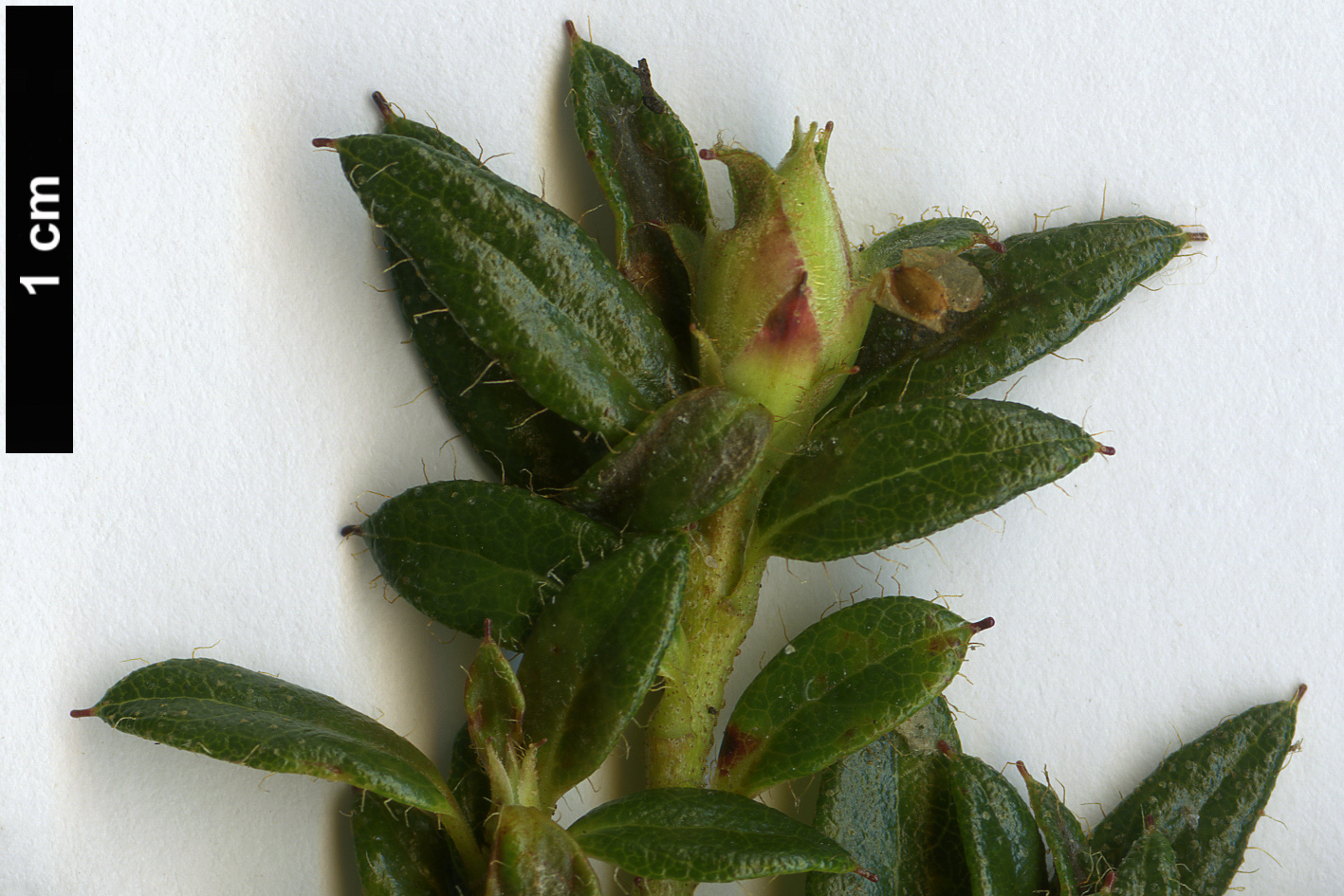 High resolution image: Family: Ericaceae - Genus: Rhododendron - Taxon: keleticum