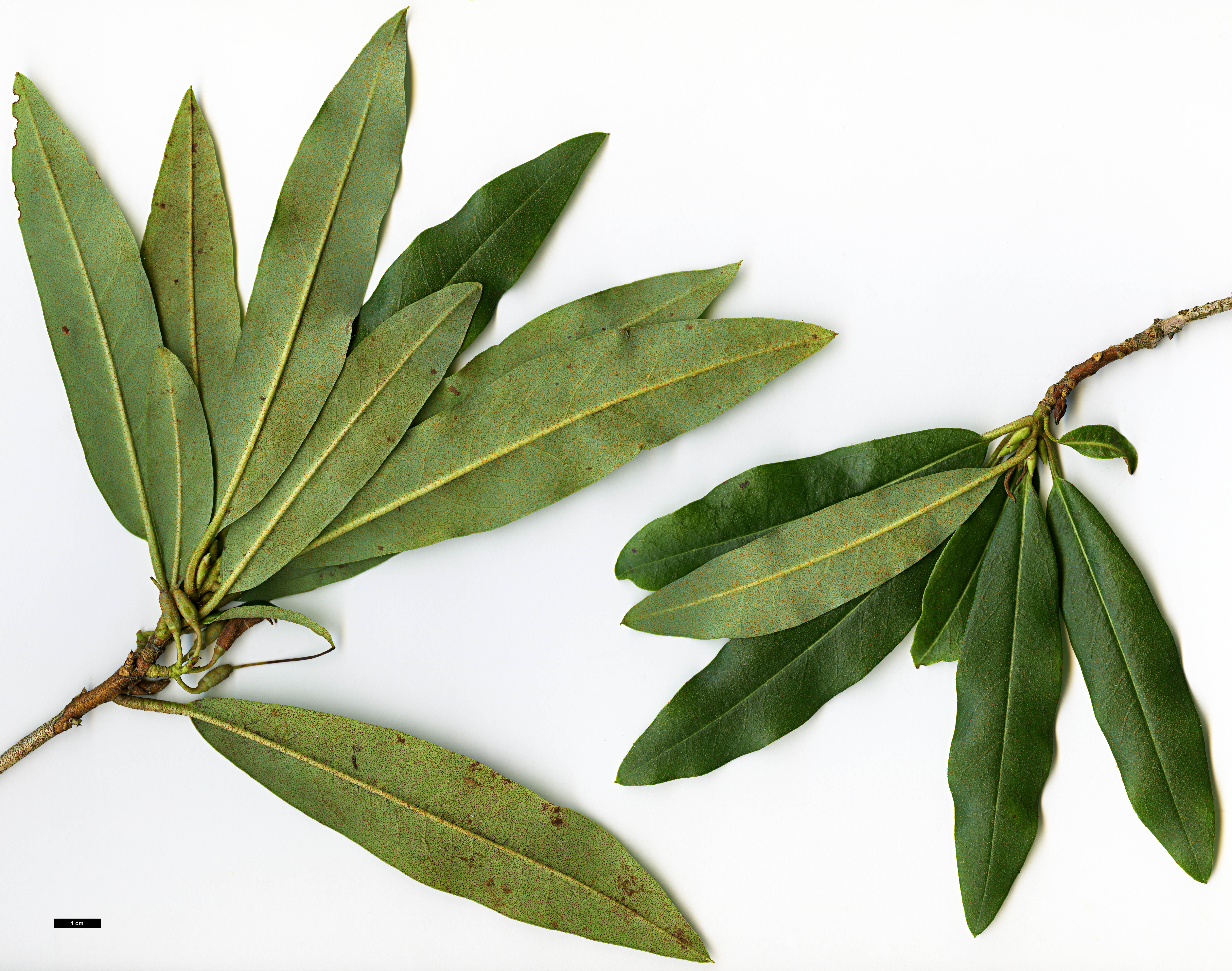 High resolution image: Family: Ericaceae - Genus: Rhododendron - Taxon: keysii