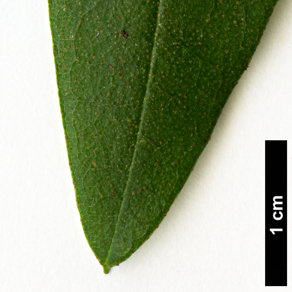 High resolution image: Family: Ericaceae - Genus: Rhododendron - Taxon: keysii