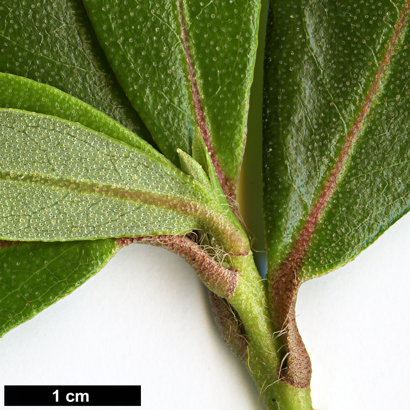 High resolution image: Family: Ericaceae - Genus: Rhododendron - Taxon: kiangsiense