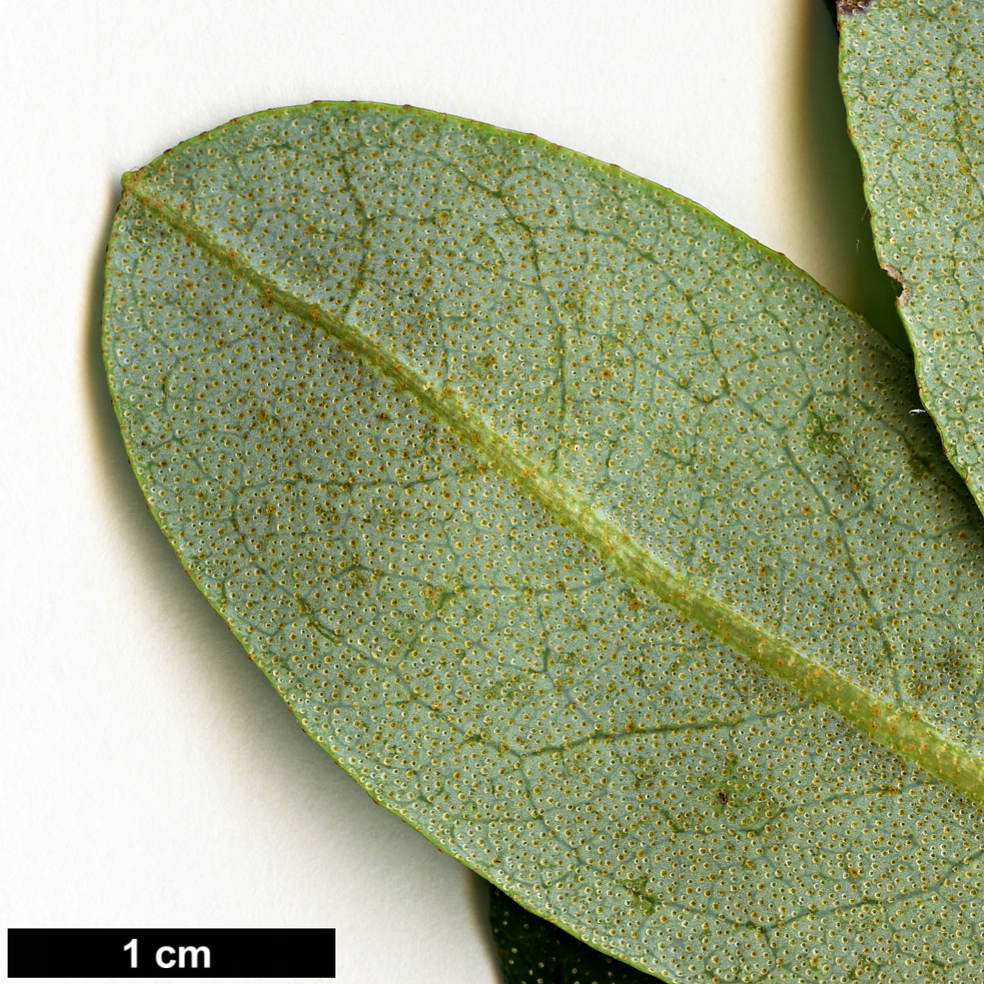 High resolution image: Family: Ericaceae - Genus: Rhododendron - Taxon: kiangsiense