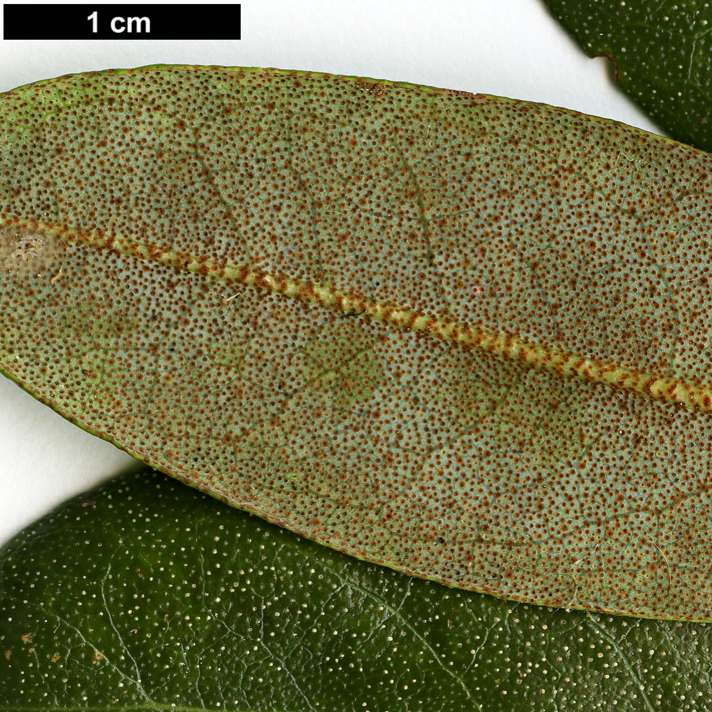 High resolution image: Family: Ericaceae - Genus: Rhododendron - Taxon: kiangsiense