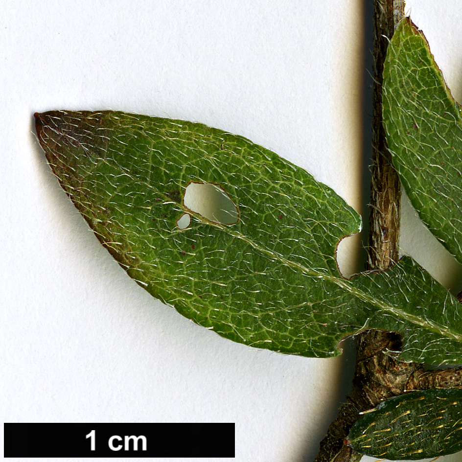 High resolution image: Family: Ericaceae - Genus: Rhododendron - Taxon: komiyamae