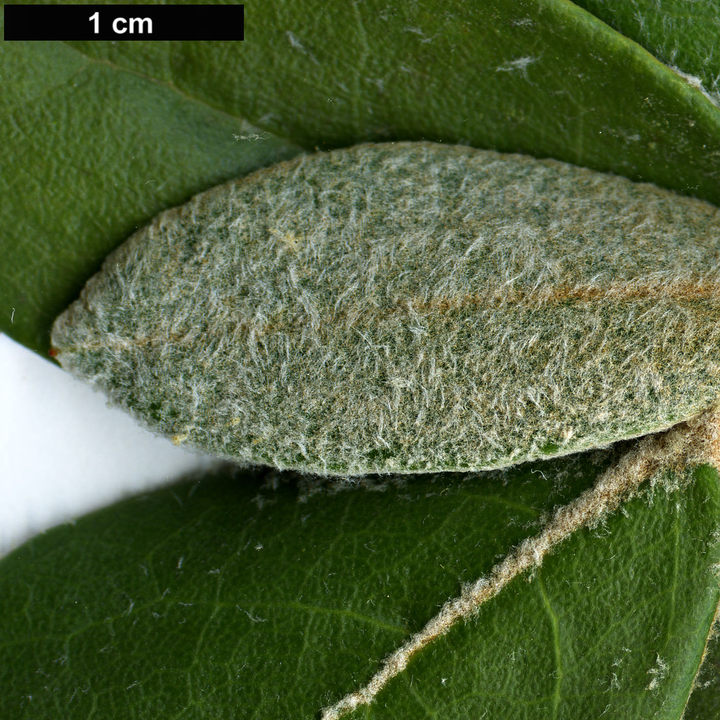 High resolution image: Family: Ericaceae - Genus: Rhododendron - Taxon: lanatum