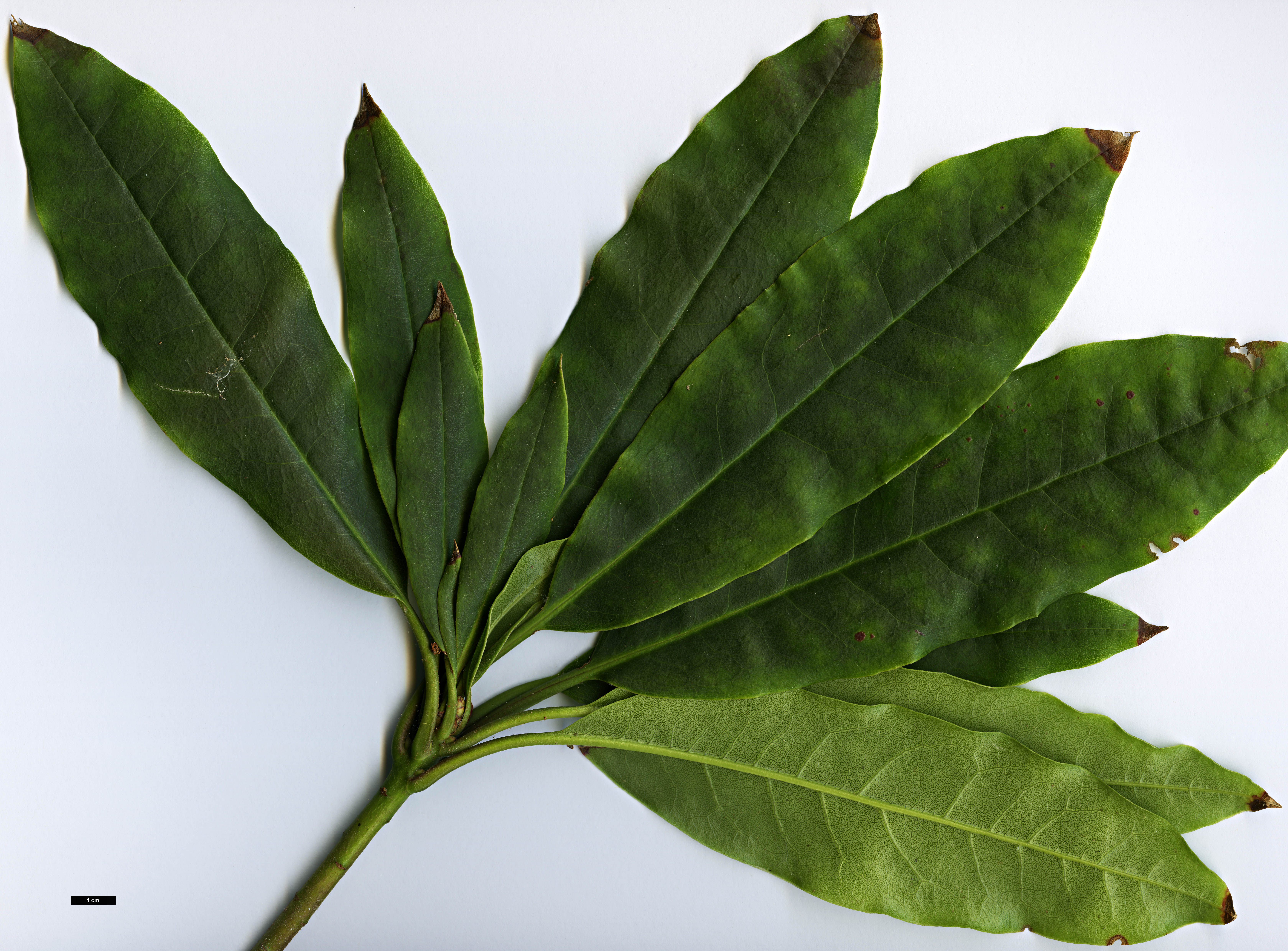 High resolution image: Family: Ericaceae - Genus: Rhododendron - Taxon: langbianense