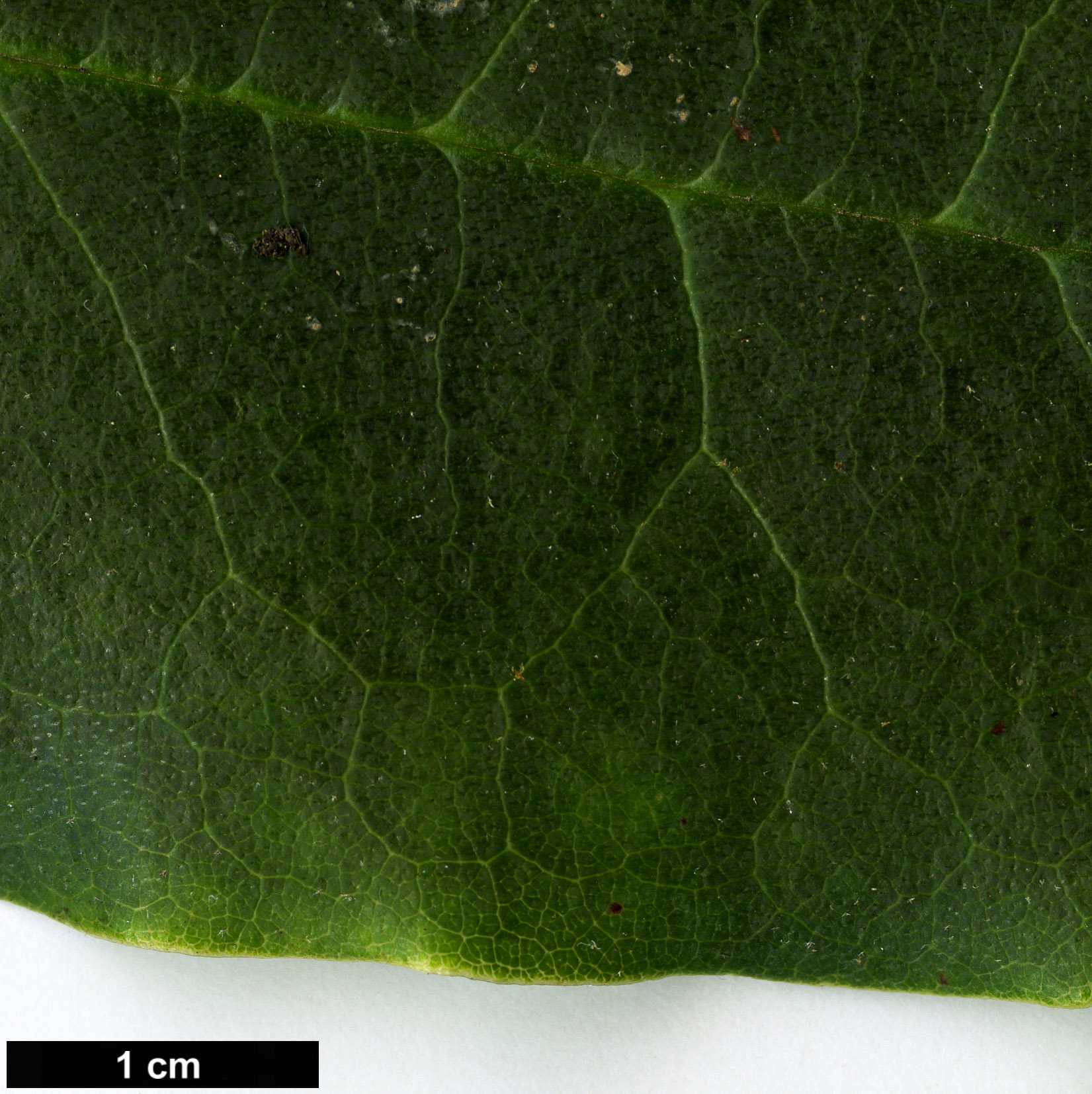 High resolution image: Family: Ericaceae - Genus: Rhododendron - Taxon: langbianense