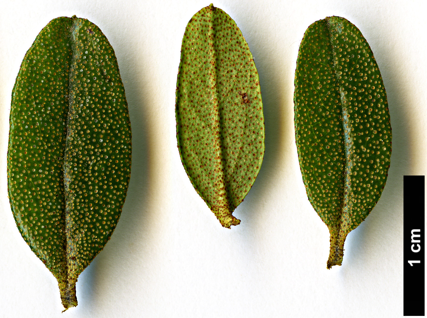 High resolution image: Family: Ericaceae - Genus: Rhododendron - Taxon: lapponicum