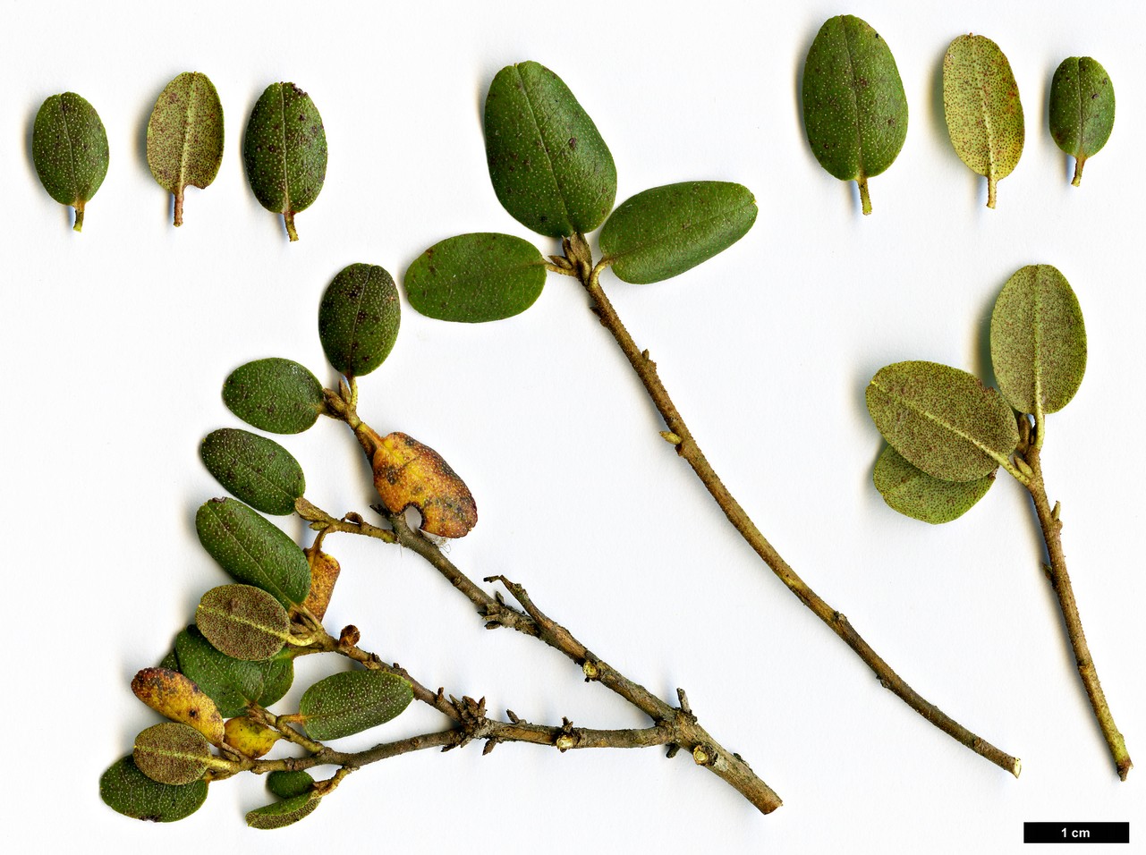 High resolution image: Family: Ericaceae - Genus: Rhododendron - Taxon: ledebourii