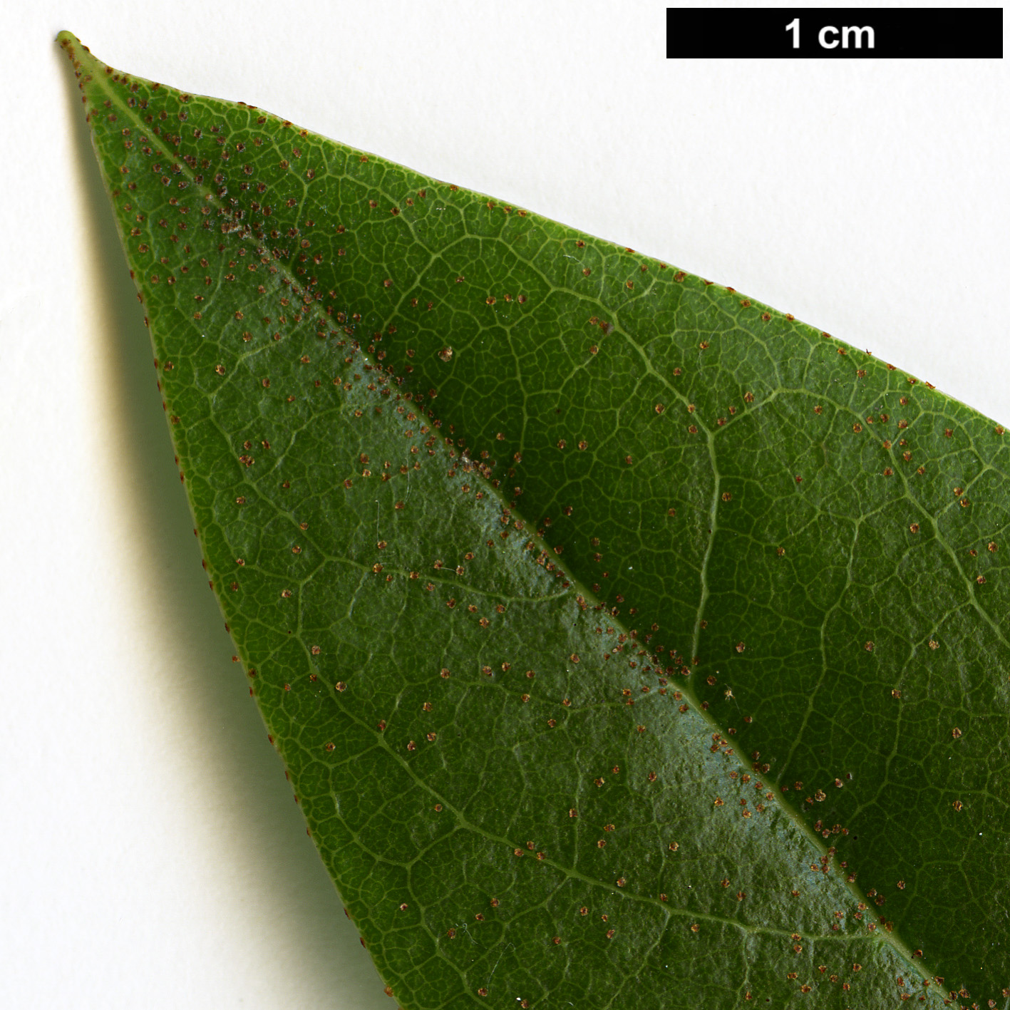 High resolution image: Family: Ericaceae - Genus: Rhododendron - Taxon: leptocladon