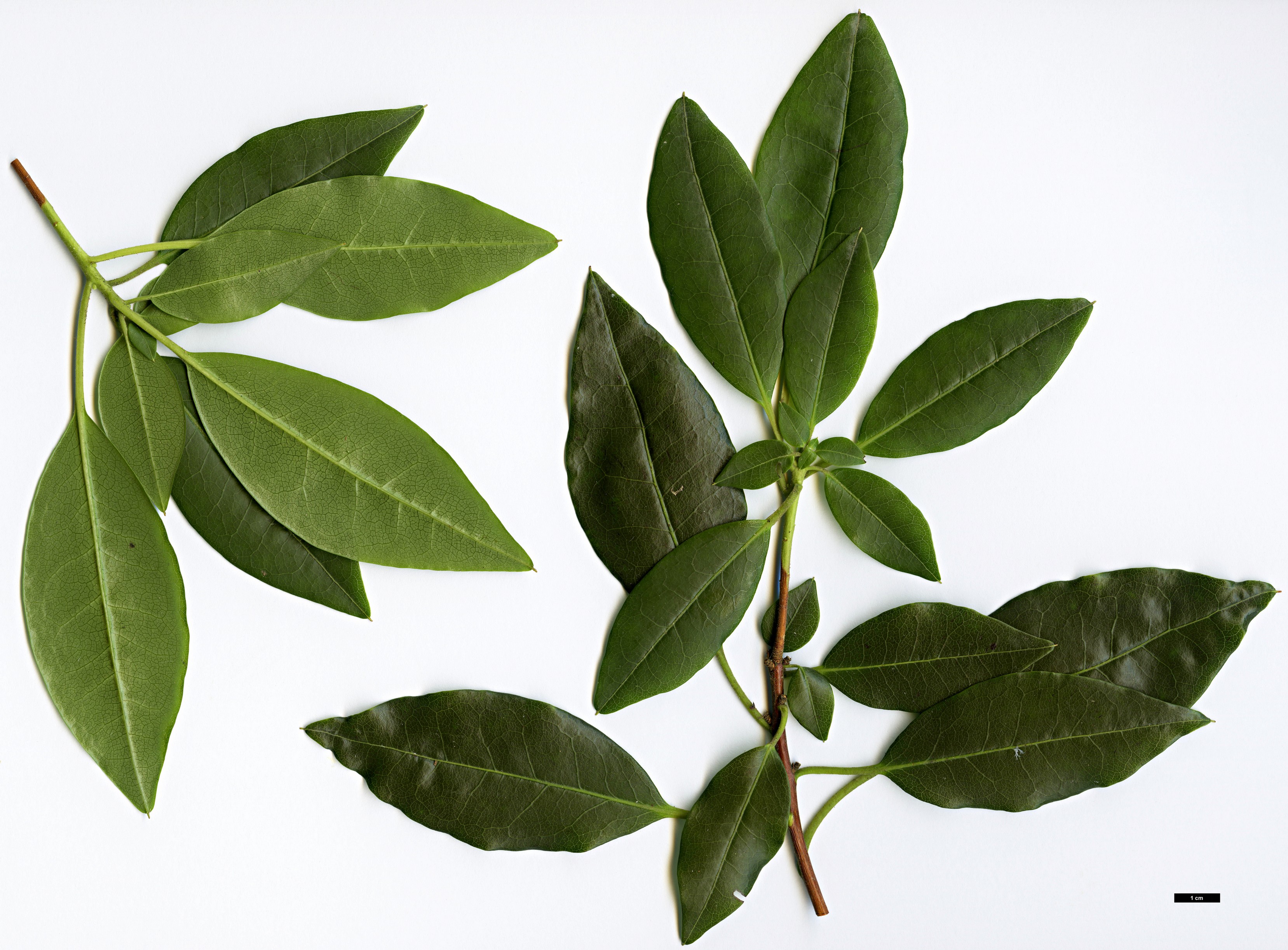 High resolution image: Family: Ericaceae - Genus: Rhododendron - Taxon: leptothrium