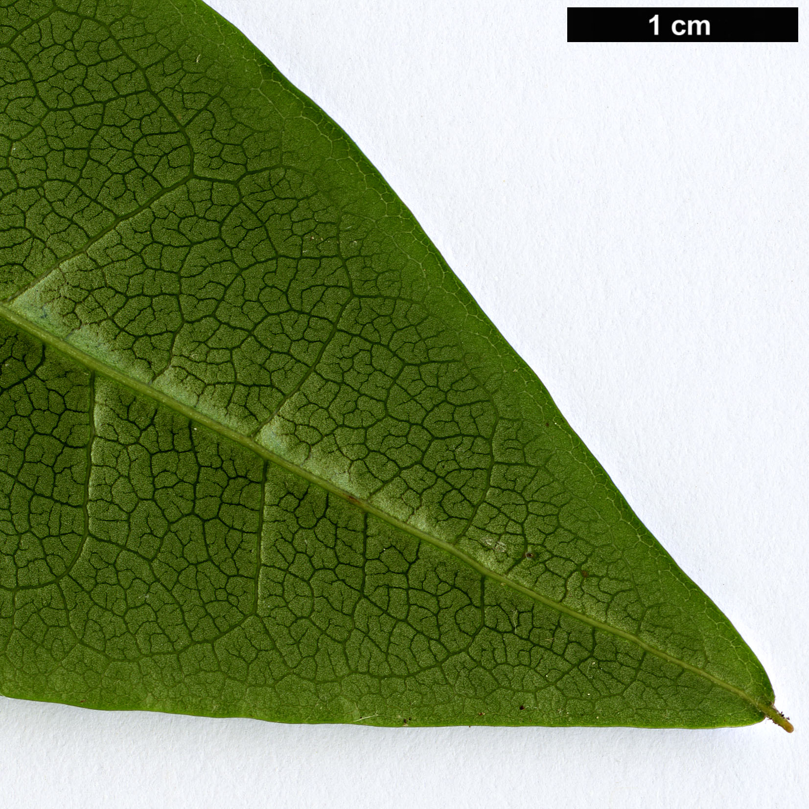 High resolution image: Family: Ericaceae - Genus: Rhododendron - Taxon: leptothrium