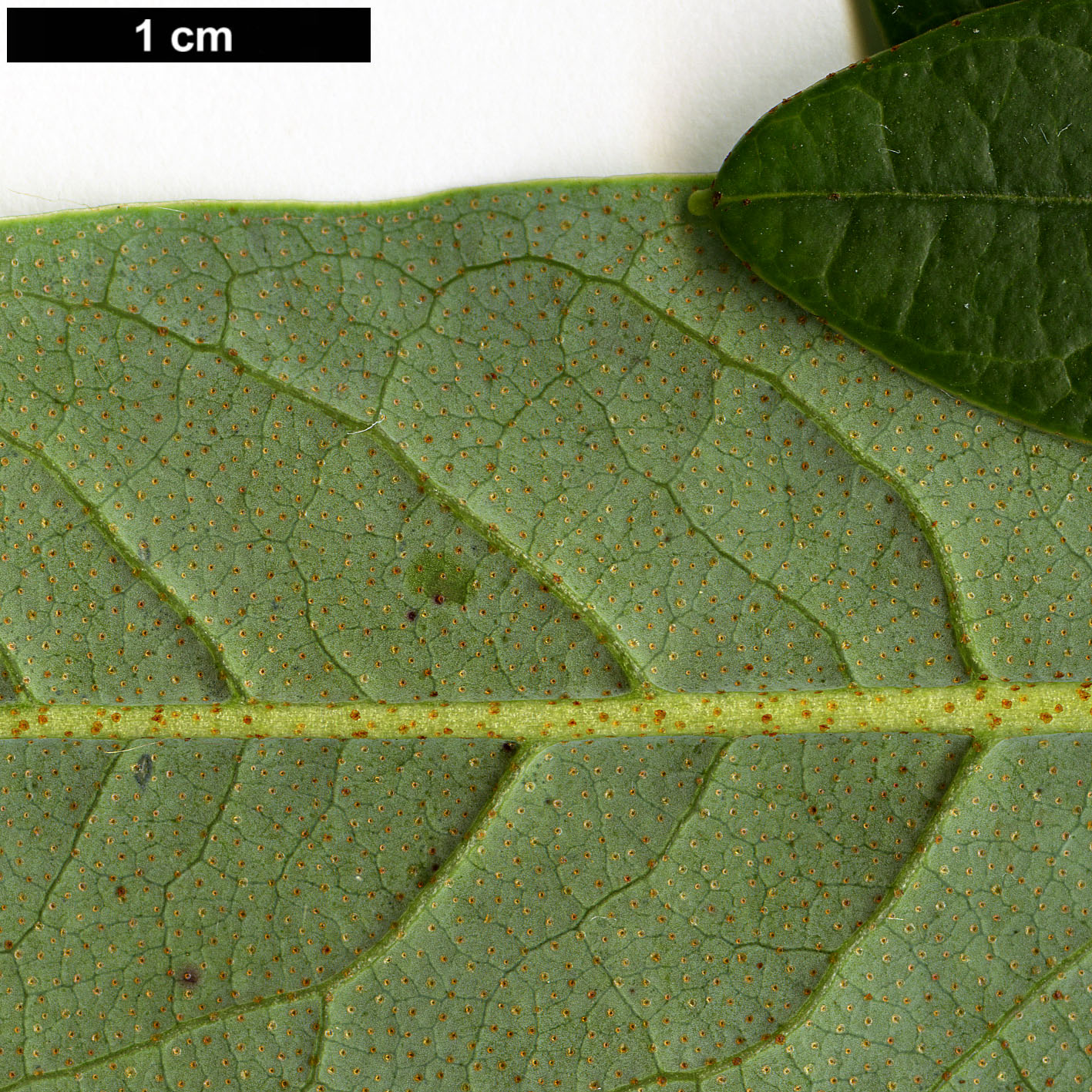 High resolution image: Family: Ericaceae - Genus: Rhododendron - Taxon: lindleyi