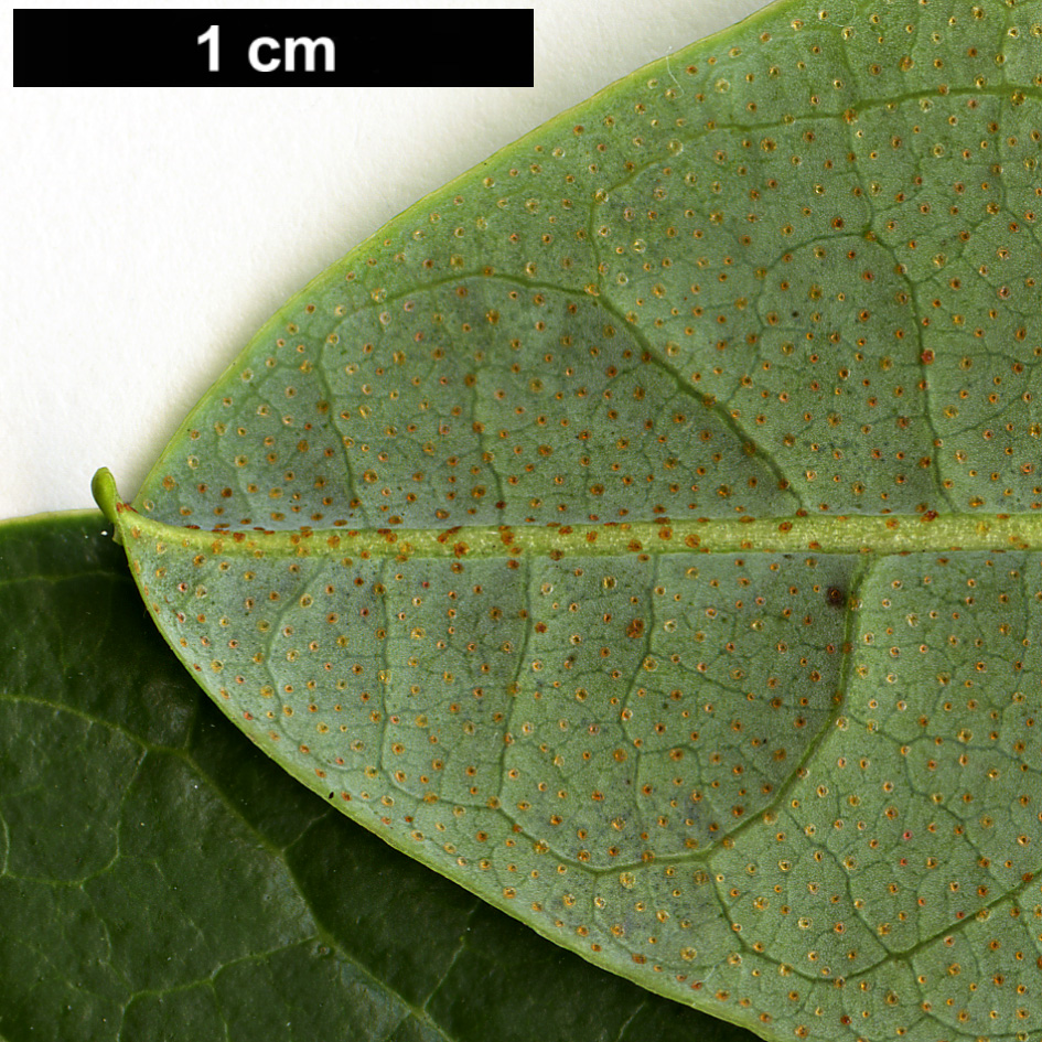 High resolution image: Family: Ericaceae - Genus: Rhododendron - Taxon: lindleyi