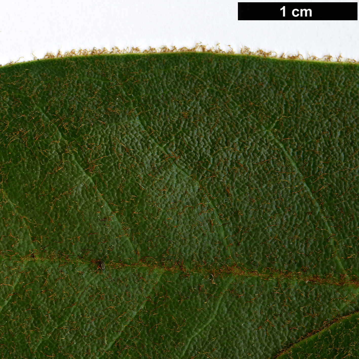 High resolution image: Family: Ericaceae - Genus: Rhododendron - Taxon: longesquamatum