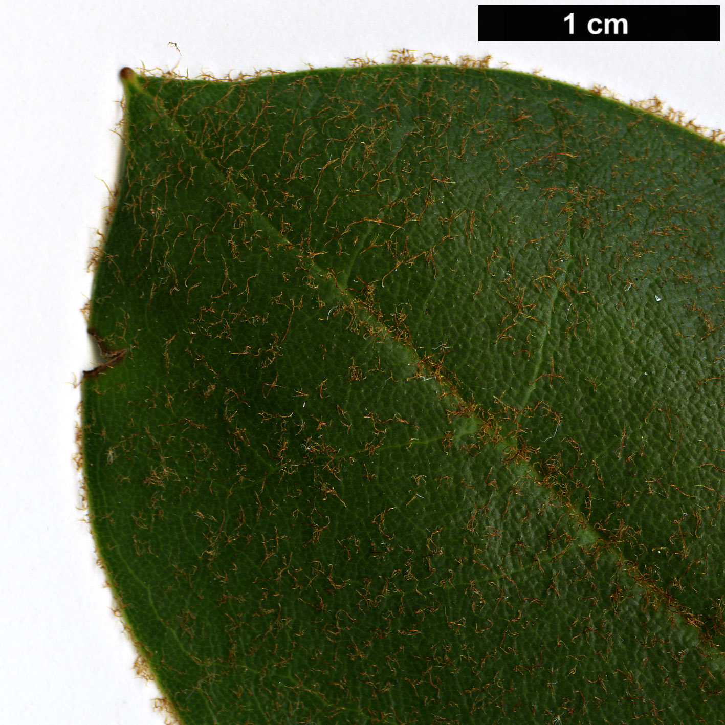 High resolution image: Family: Ericaceae - Genus: Rhododendron - Taxon: longesquamatum