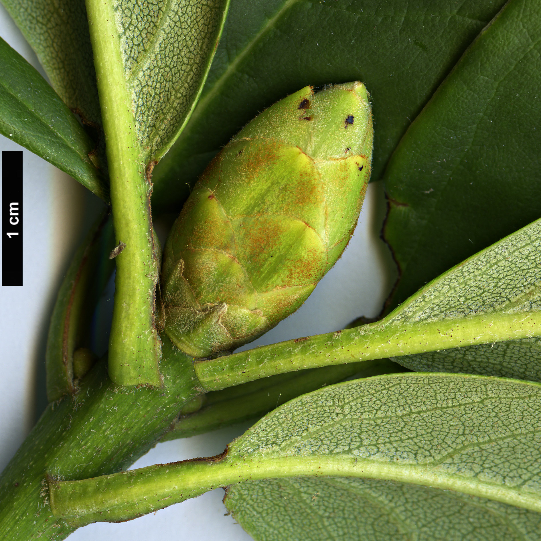 High resolution image: Family: Ericaceae - Genus: Rhododendron - Taxon: lukiangense