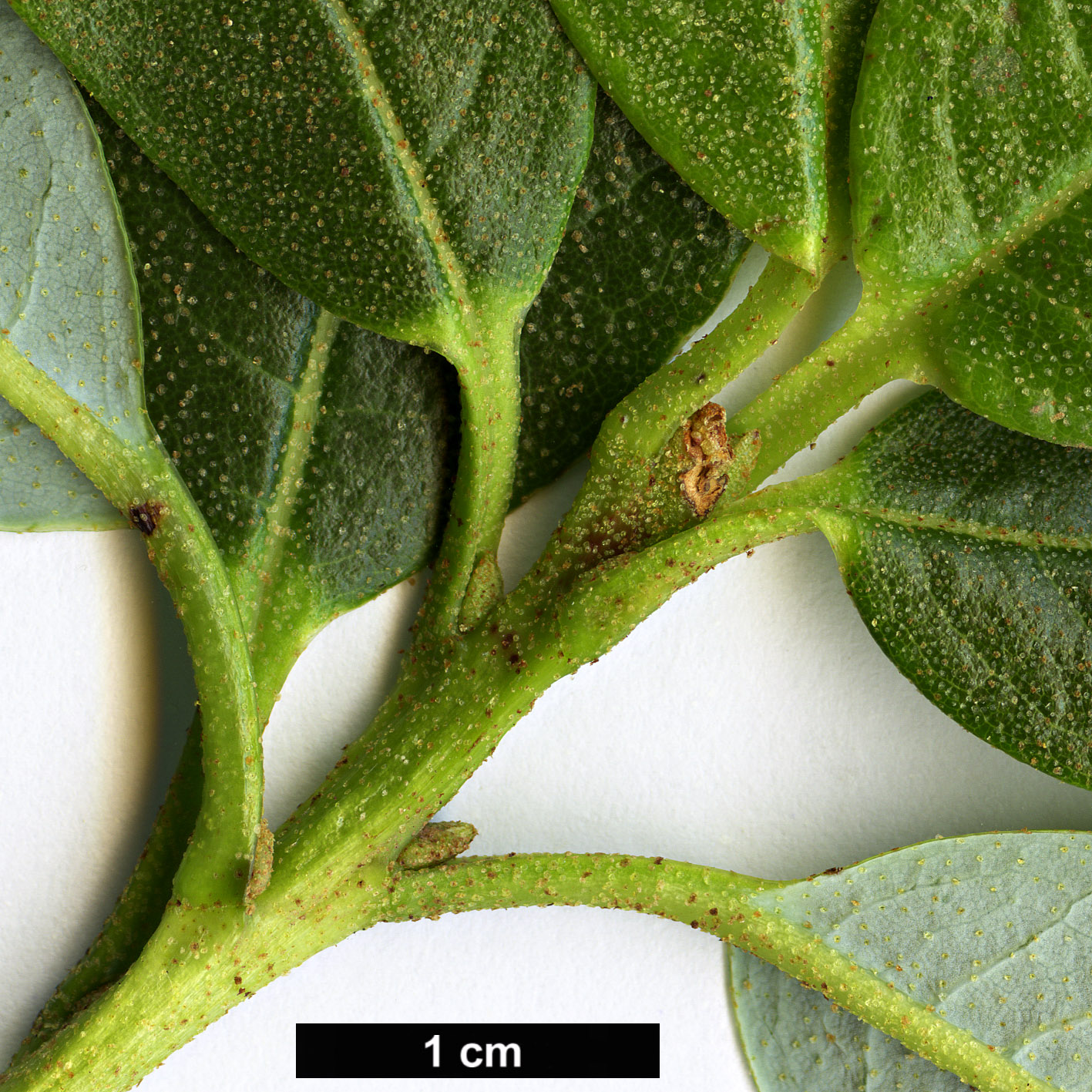 High resolution image: Family: Ericaceae - Genus: Rhododendron - Taxon: luteiflorum