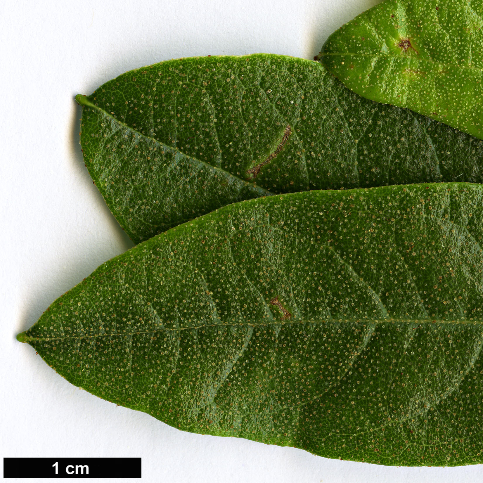 High resolution image: Family: Ericaceae - Genus: Rhododendron - Taxon: luteiflorum