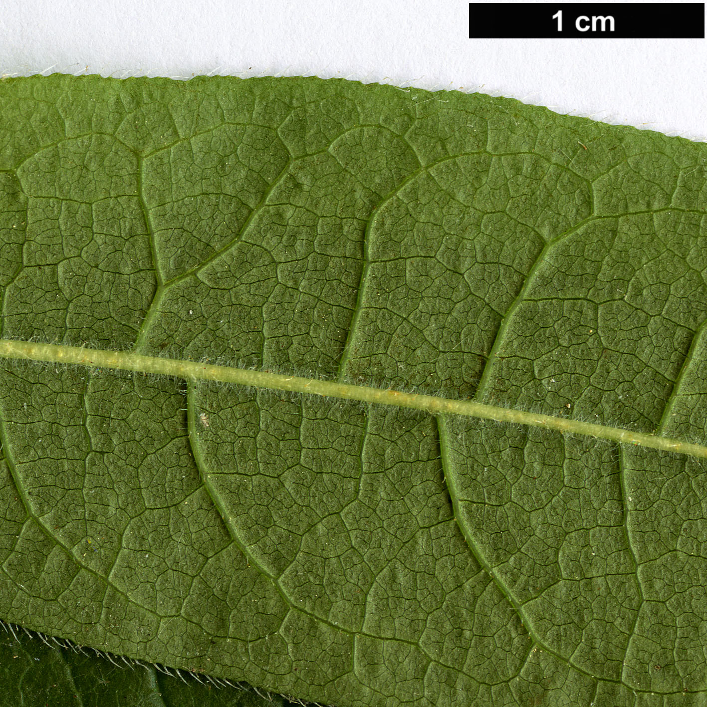 High resolution image: Family: Ericaceae - Genus: Rhododendron - Taxon: luteum