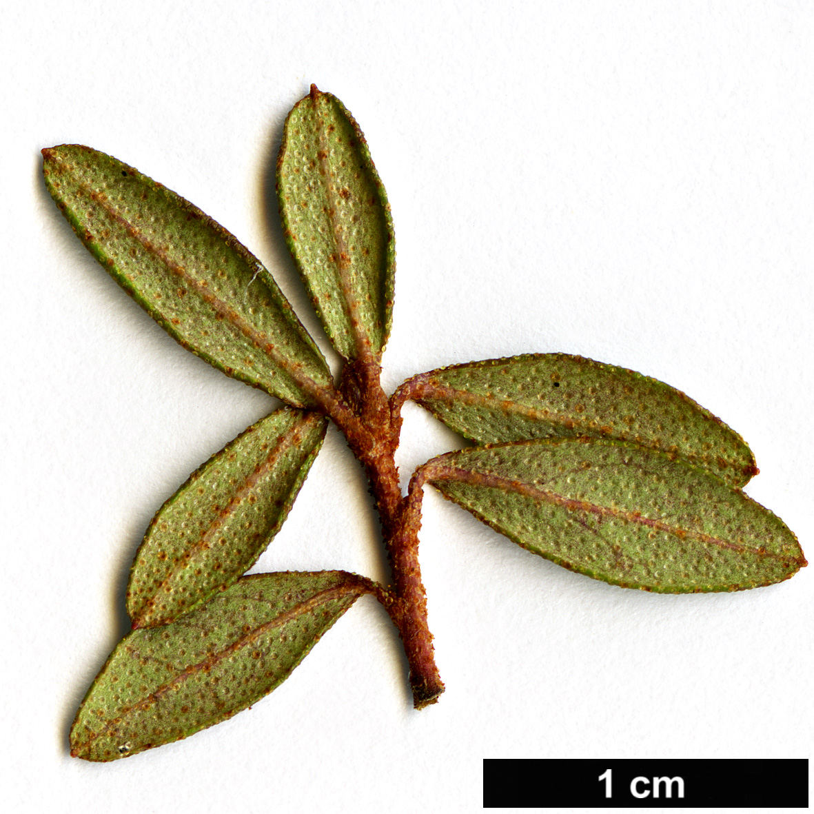 High resolution image: Family: Ericaceae - Genus: Rhododendron - Taxon: lysolepis