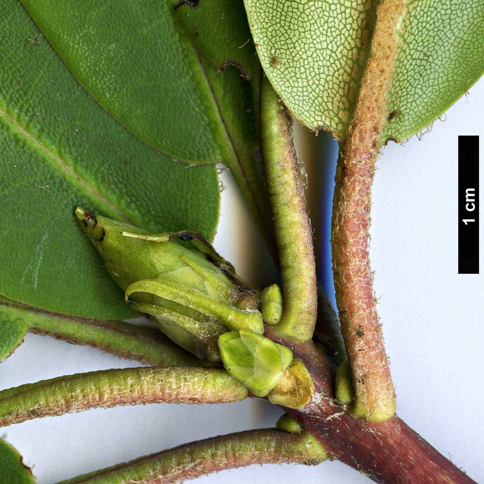 High resolution image: Family: Ericaceae - Genus: Rhododendron - Taxon: maculiferum