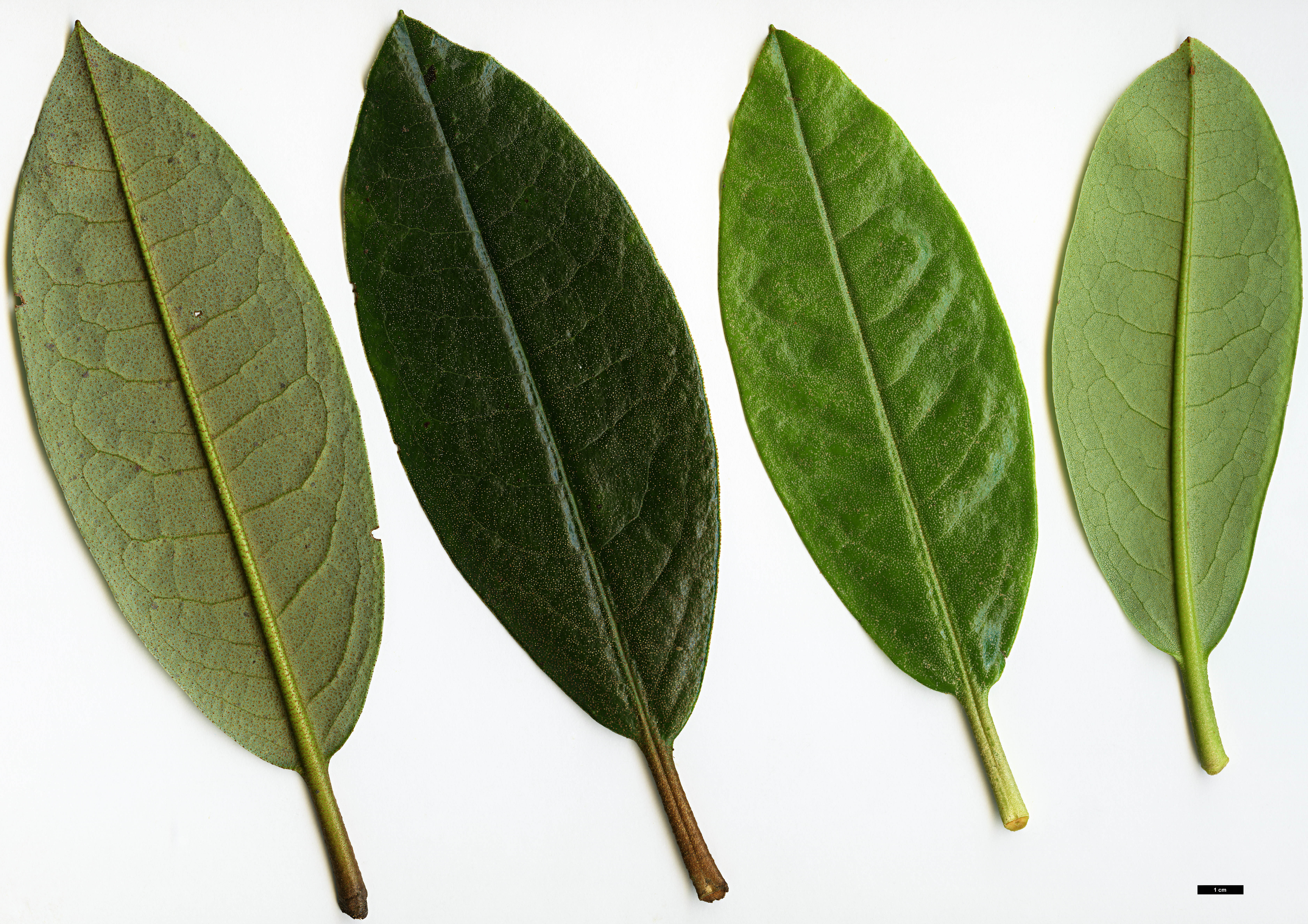 High resolution image: Family: Ericaceae - Genus: Rhododendron - Taxon: maddenii