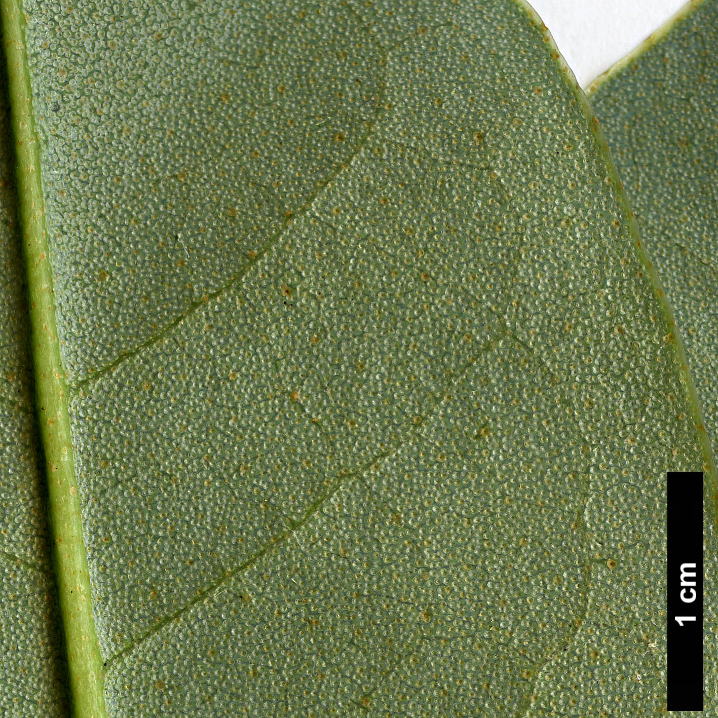 High resolution image: Family: Ericaceae - Genus: Rhododendron - Taxon: maddenii