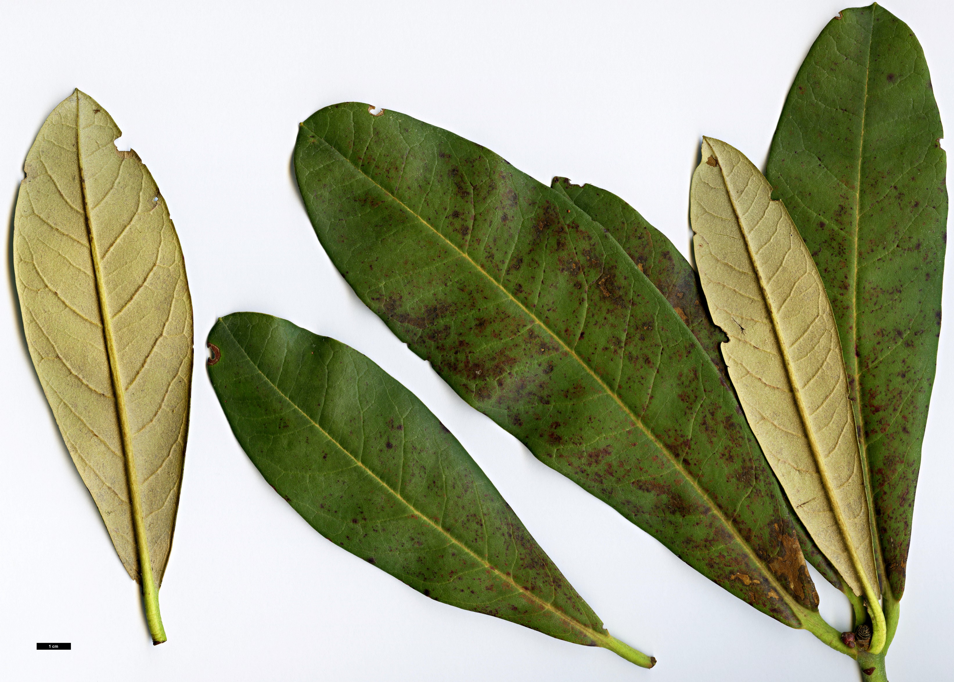 High resolution image: Family: Ericaceae - Genus: Rhododendron - Taxon: magnificum