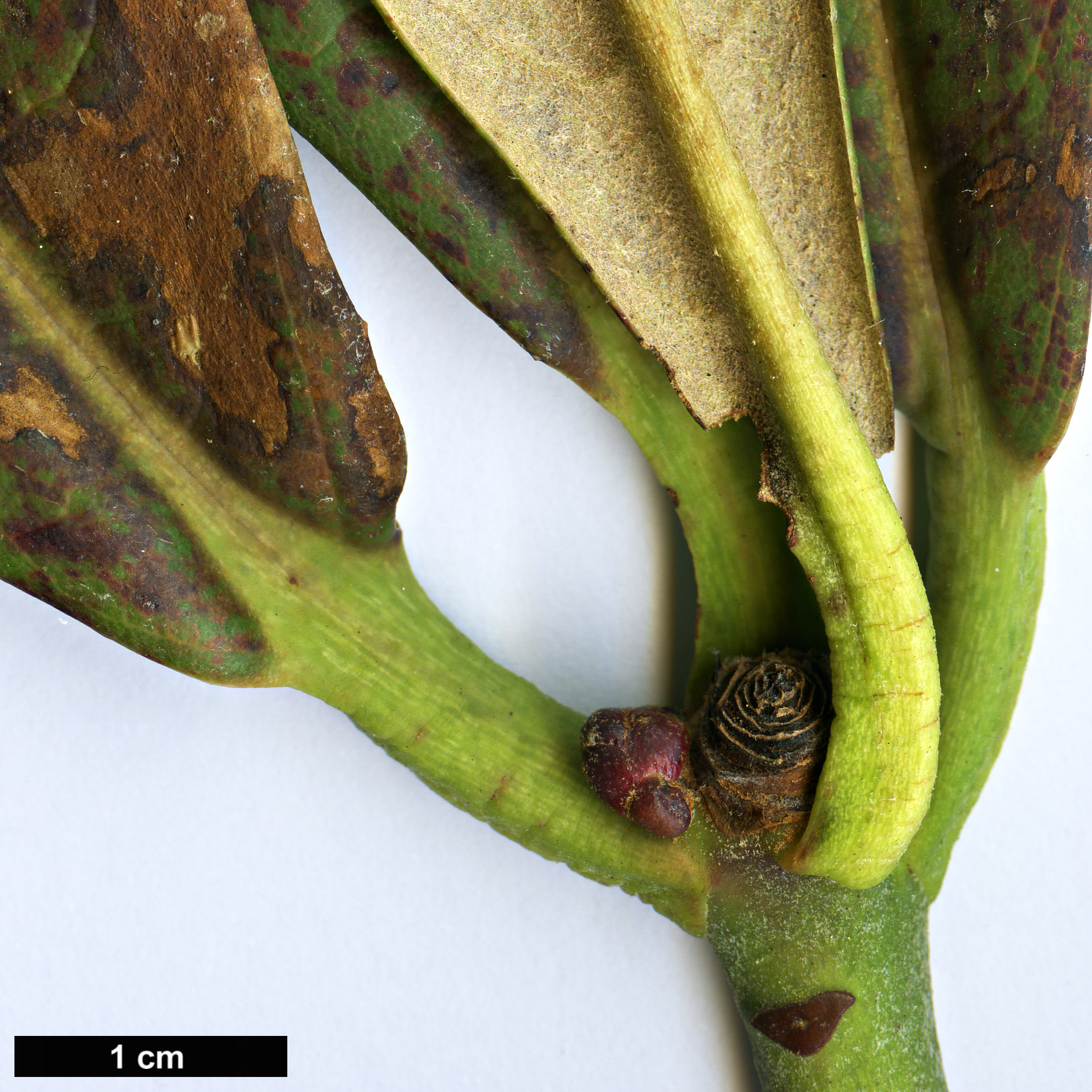 High resolution image: Family: Ericaceae - Genus: Rhododendron - Taxon: magnificum