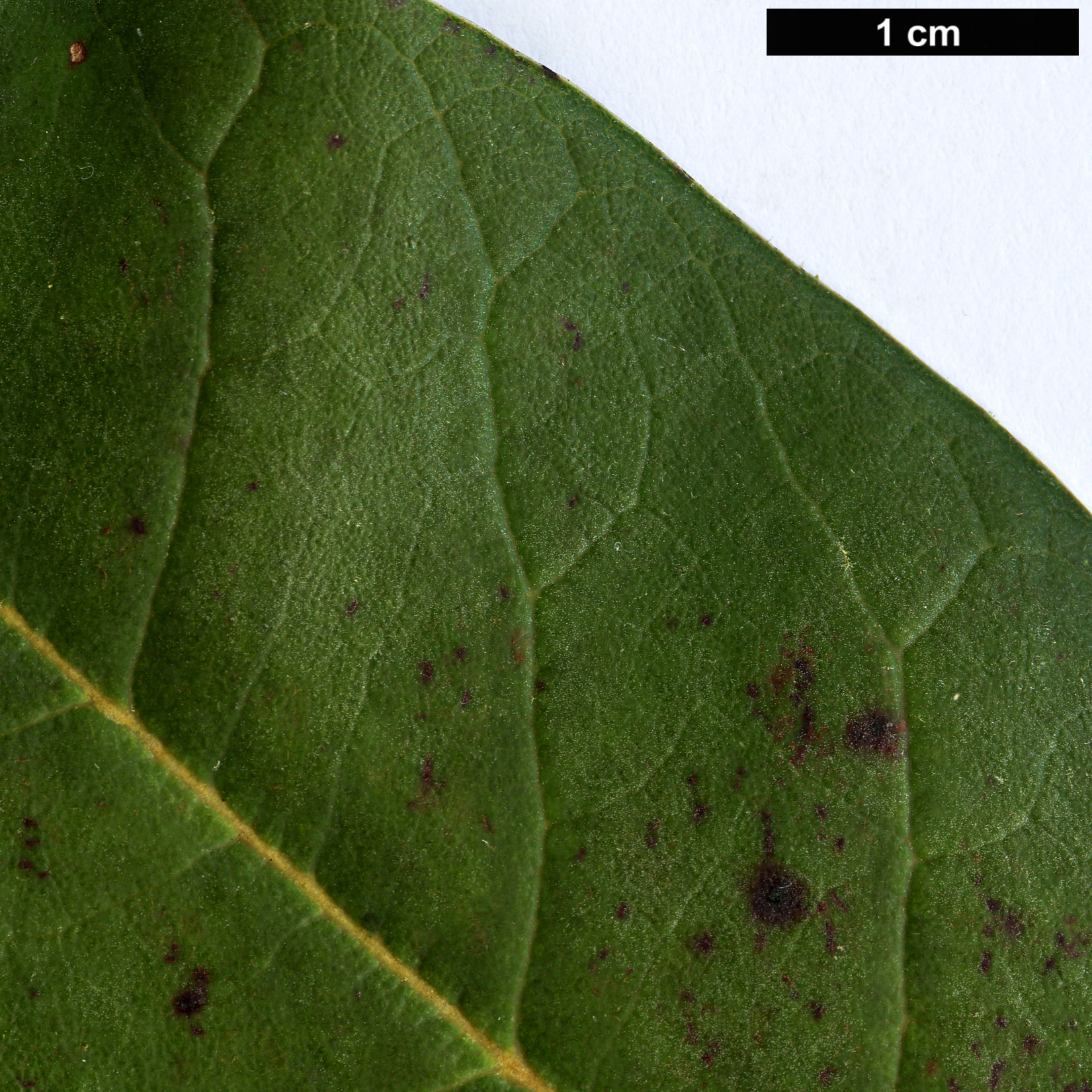 High resolution image: Family: Ericaceae - Genus: Rhododendron - Taxon: magnificum