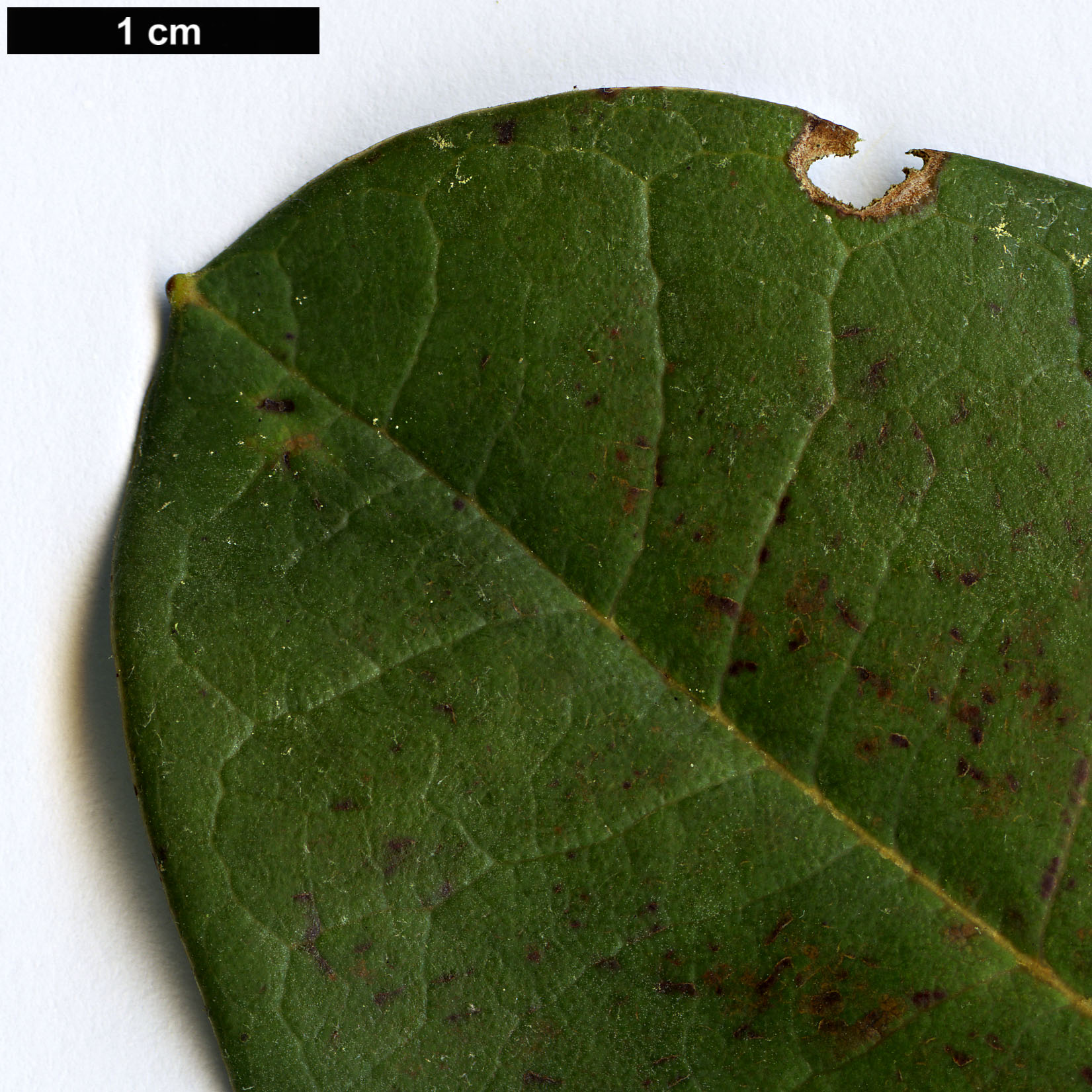 High resolution image: Family: Ericaceae - Genus: Rhododendron - Taxon: magnificum