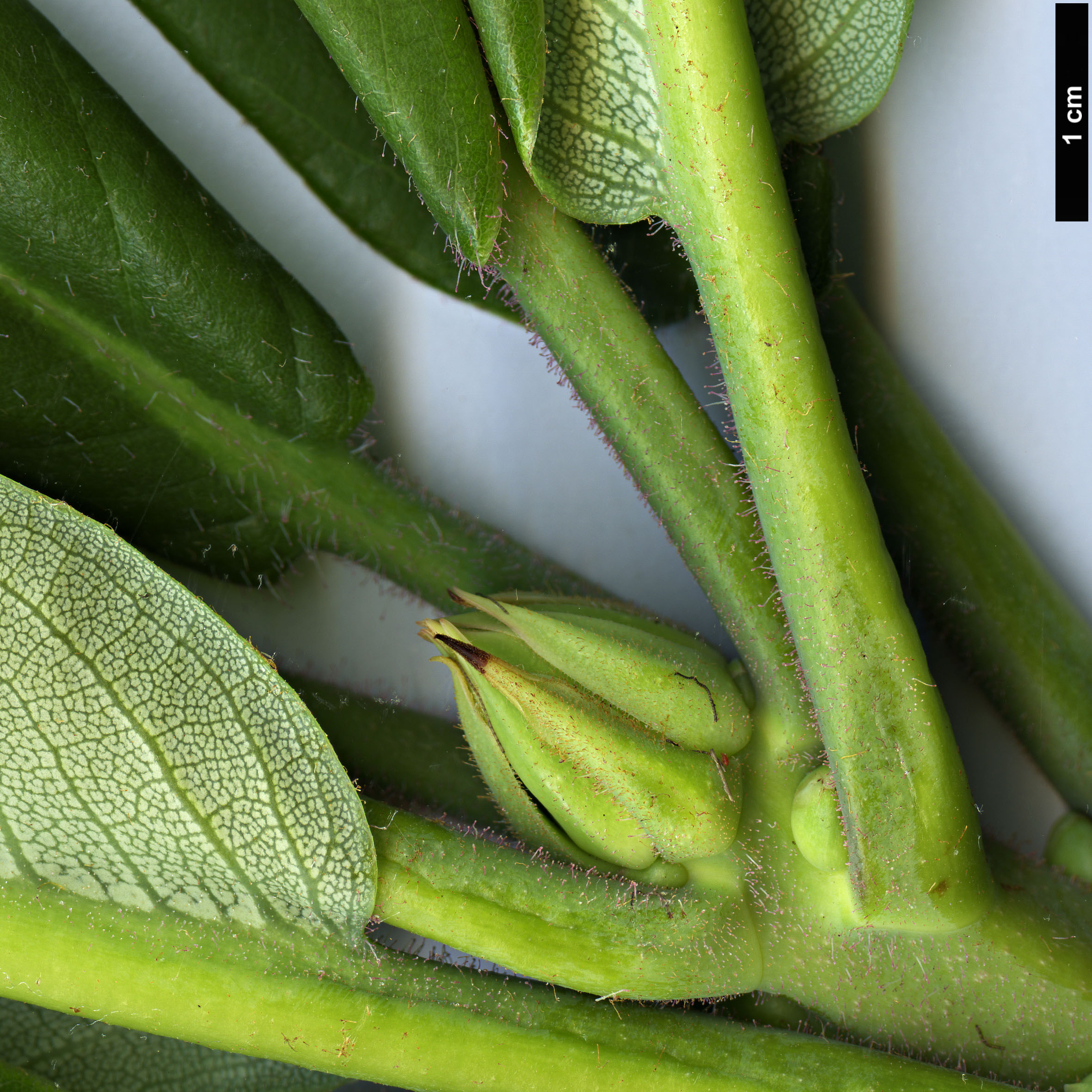 High resolution image: Family: Ericaceae - Genus: Rhododendron - Taxon: magniflorum