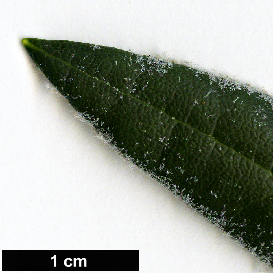 High resolution image: Family: Ericaceae - Genus: Rhododendron - Taxon: makinoi