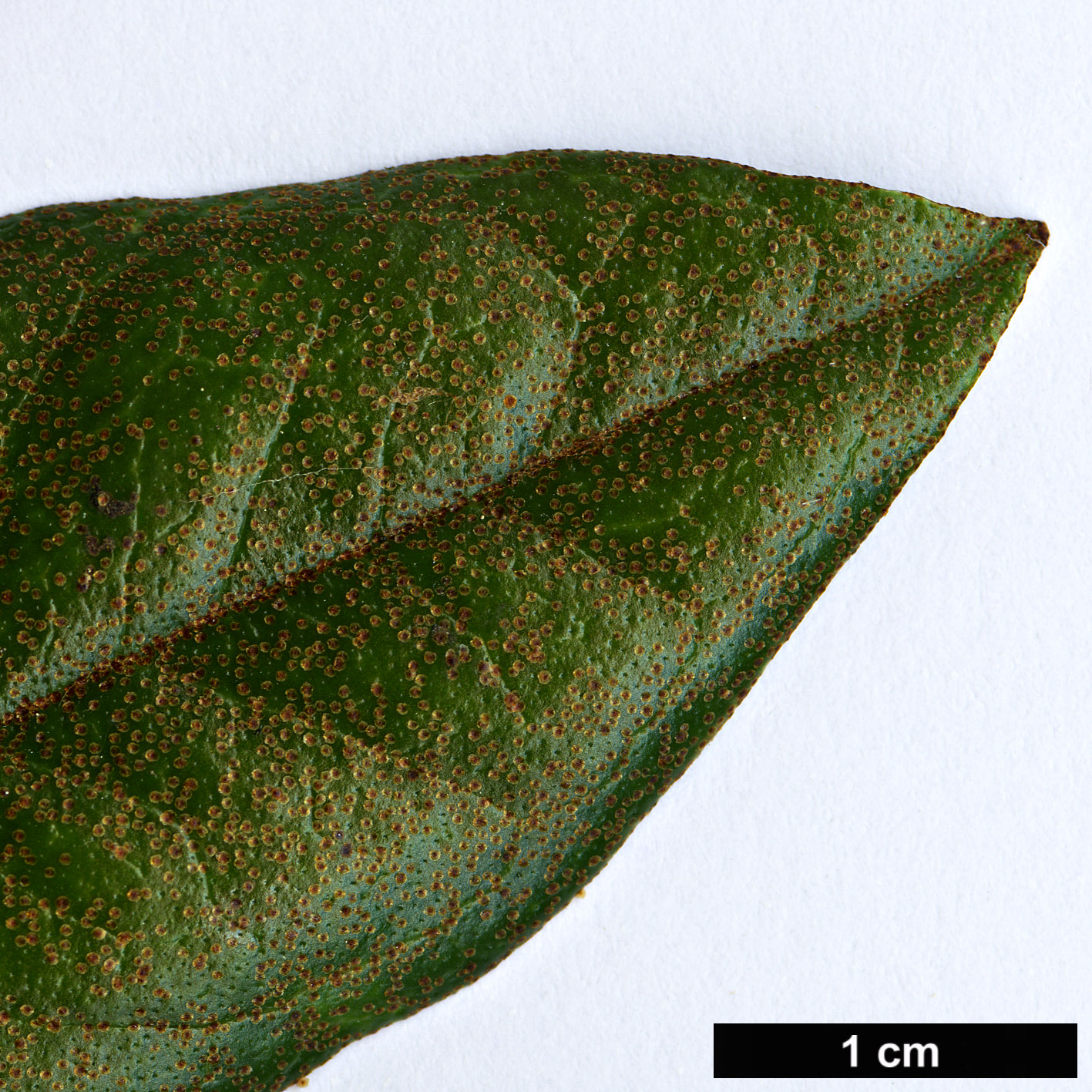 High resolution image: Family: Ericaceae - Genus: Rhododendron - Taxon: malayanum