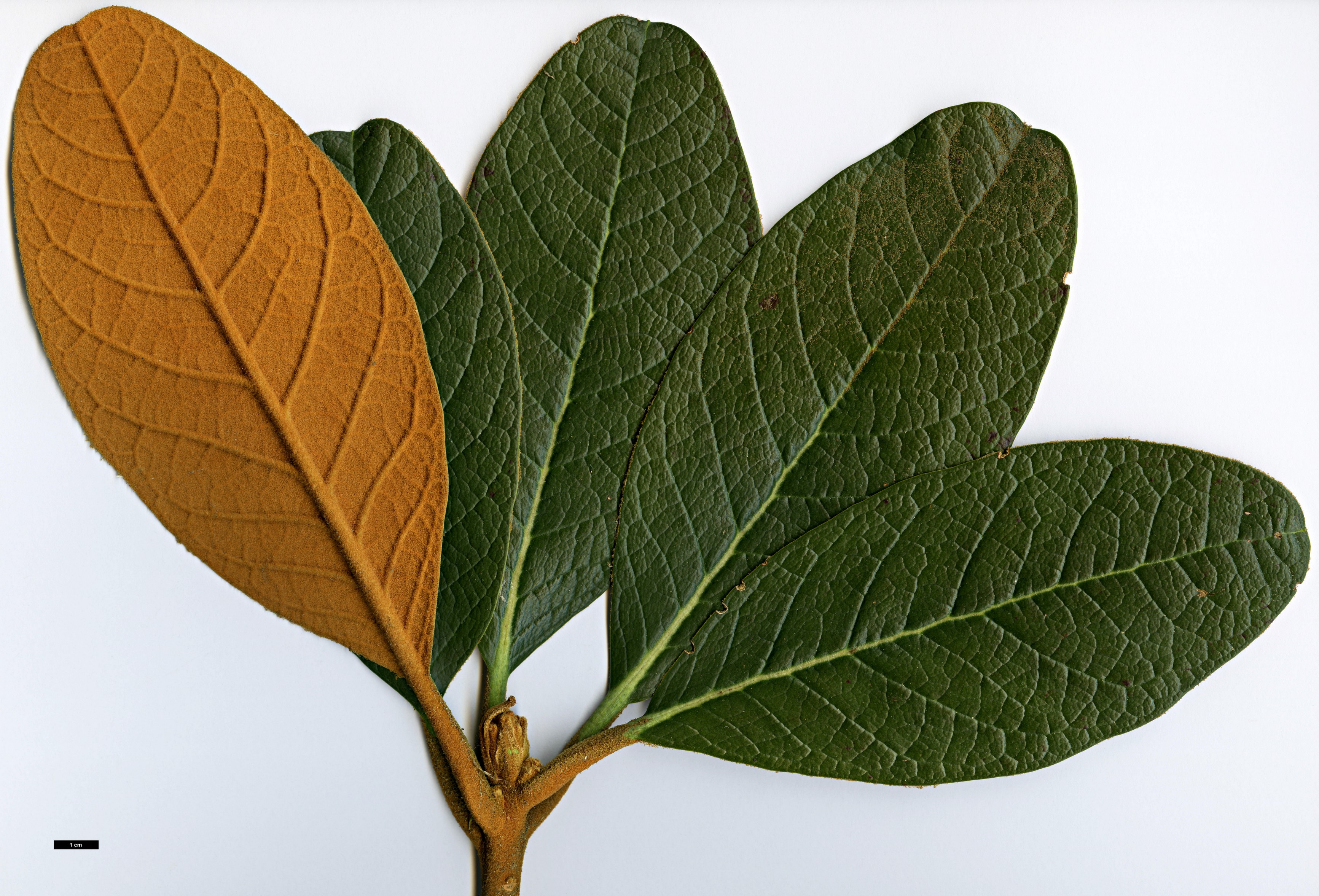 High resolution image: Family: Ericaceae - Genus: Rhododendron - Taxon: mallotum