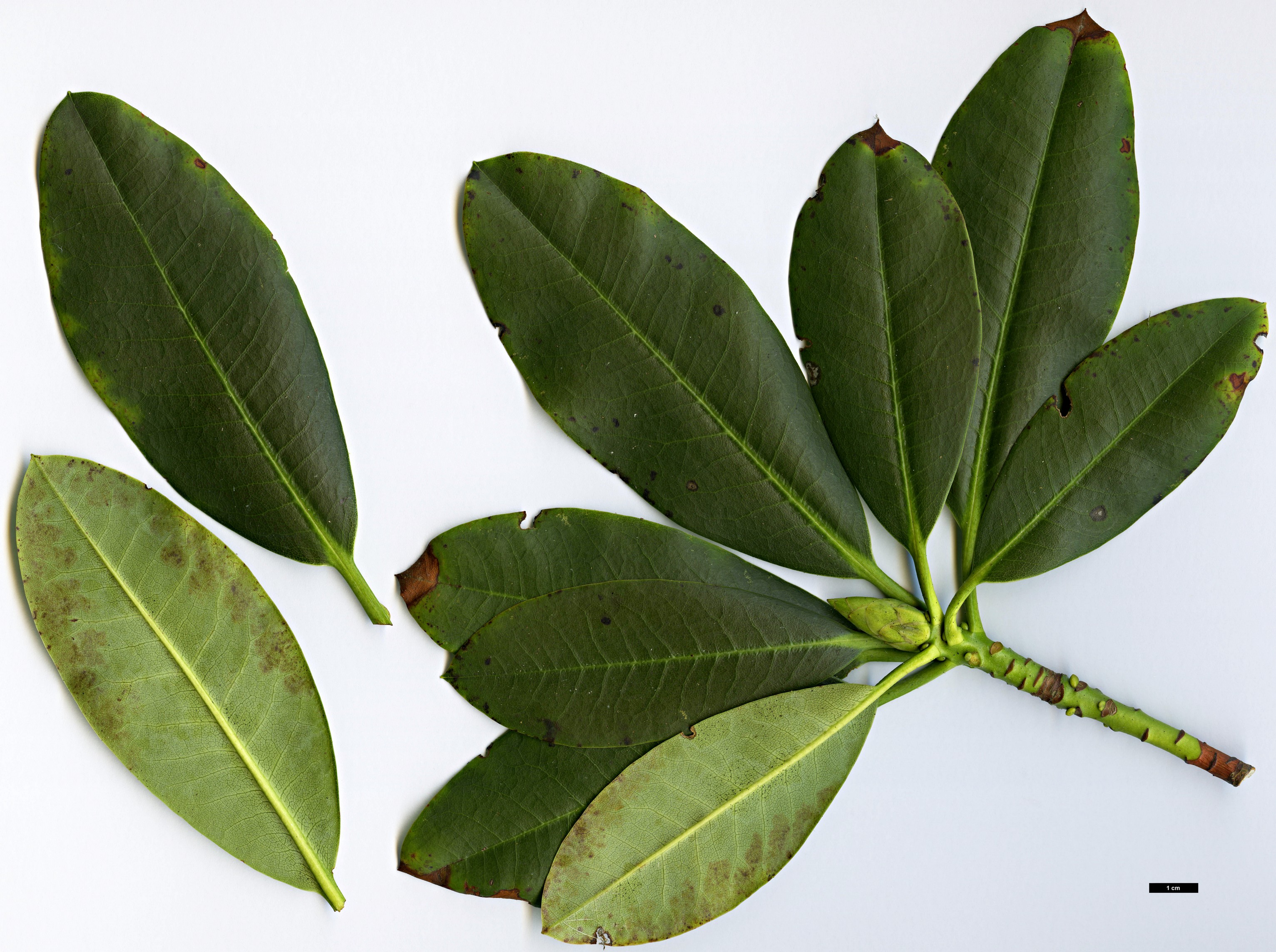 High resolution image: Family: Ericaceae - Genus: Rhododendron - Taxon: maoerense