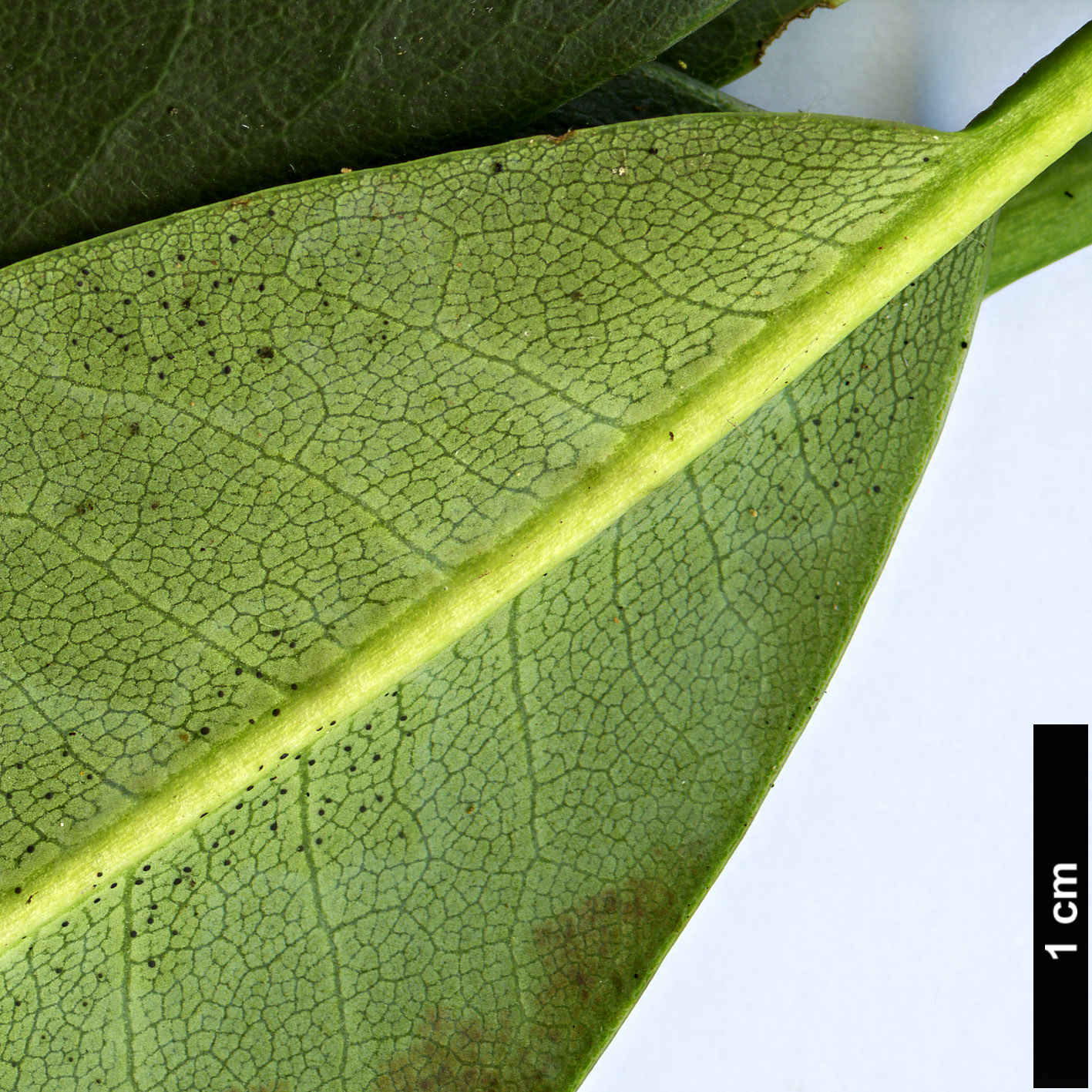 High resolution image: Family: Ericaceae - Genus: Rhododendron - Taxon: maoerense