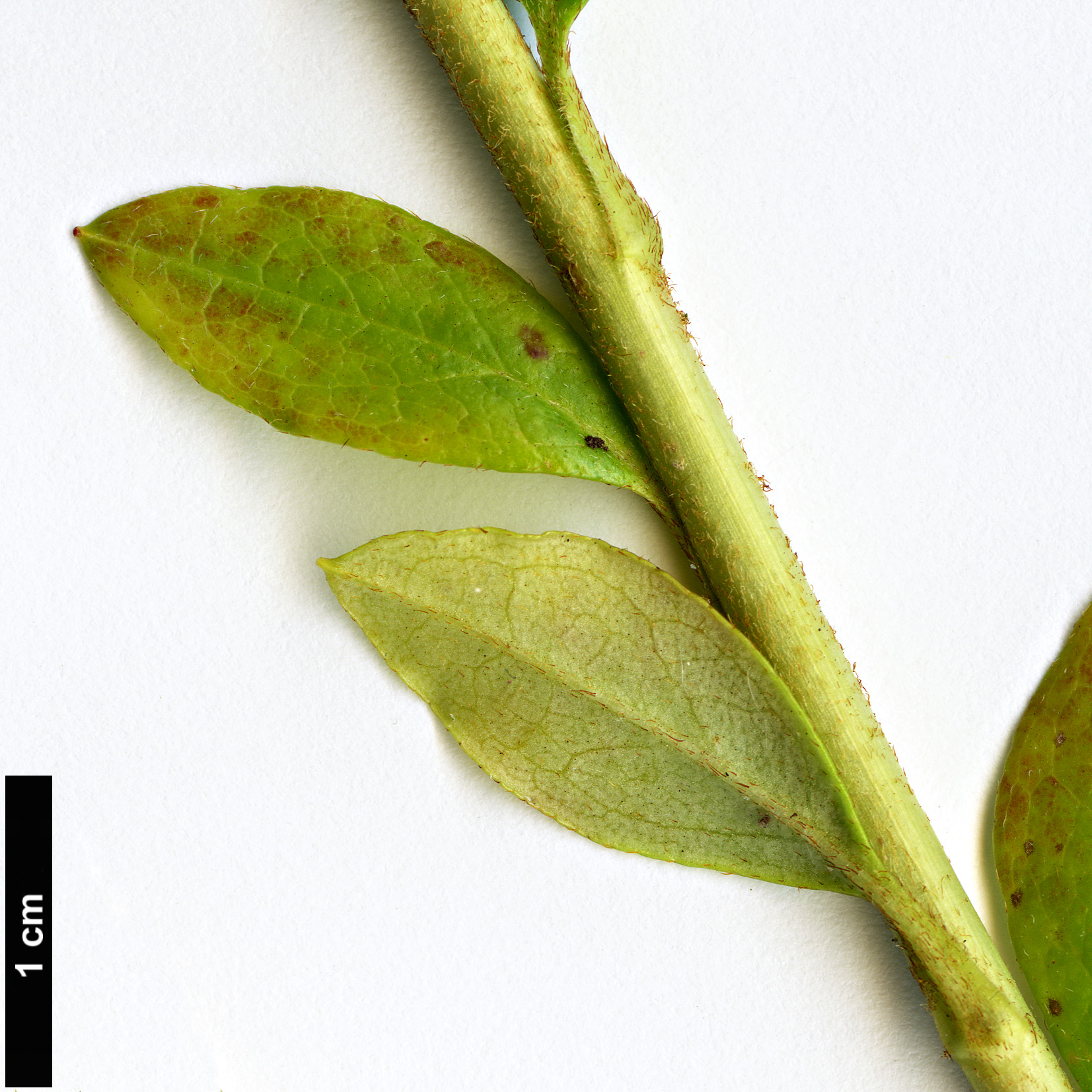 High resolution image: Family: Ericaceae - Genus: Rhododendron - Taxon: mariesii