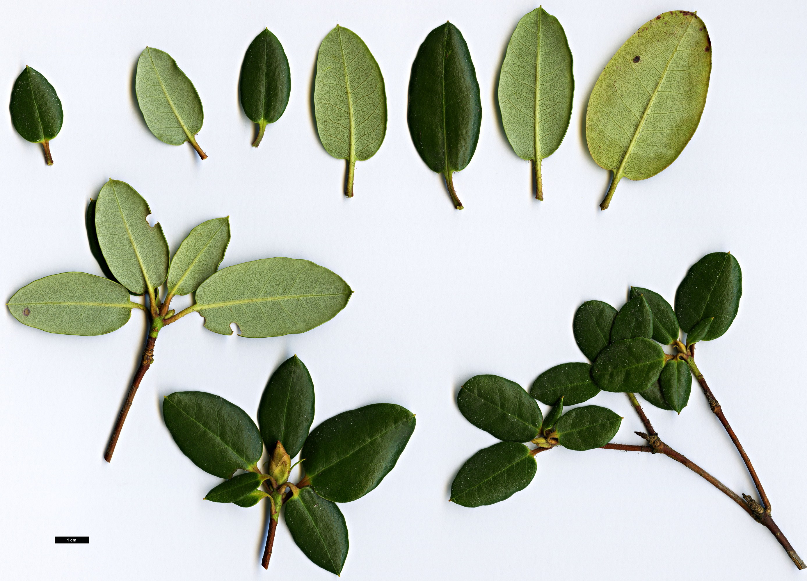 High resolution image: Family: Ericaceae - Genus: Rhododendron - Taxon: martinianum