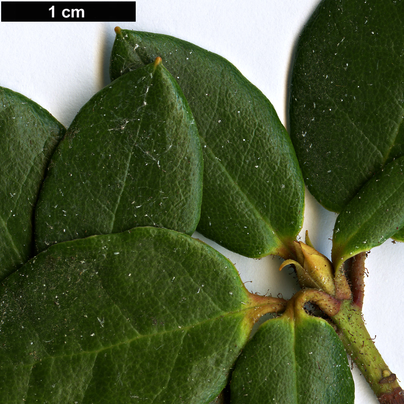 High resolution image: Family: Ericaceae - Genus: Rhododendron - Taxon: martinianum