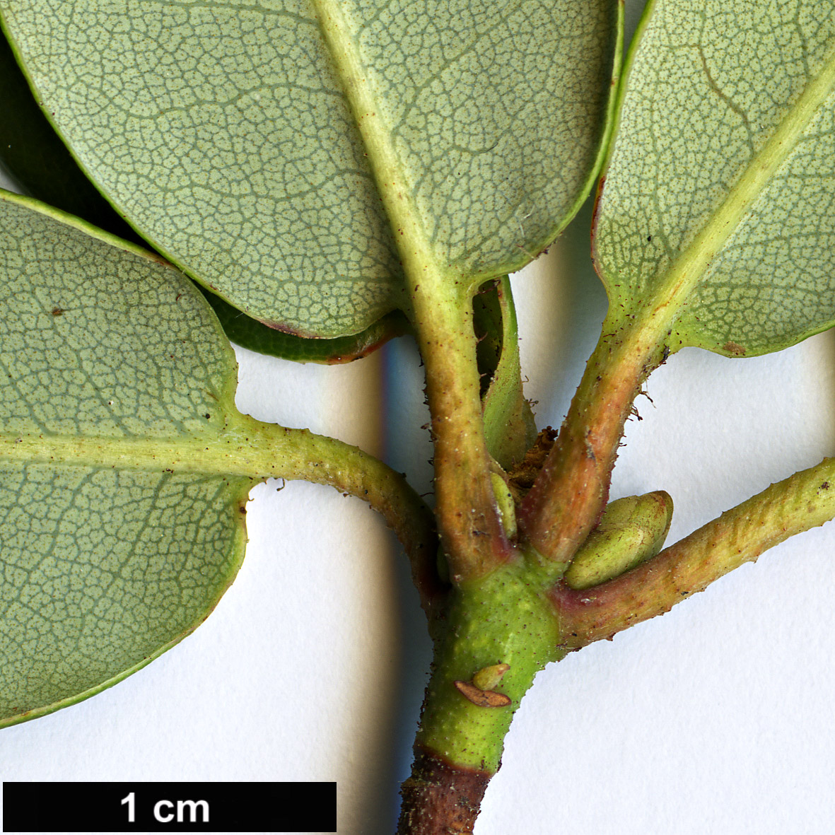 High resolution image: Family: Ericaceae - Genus: Rhododendron - Taxon: martinianum