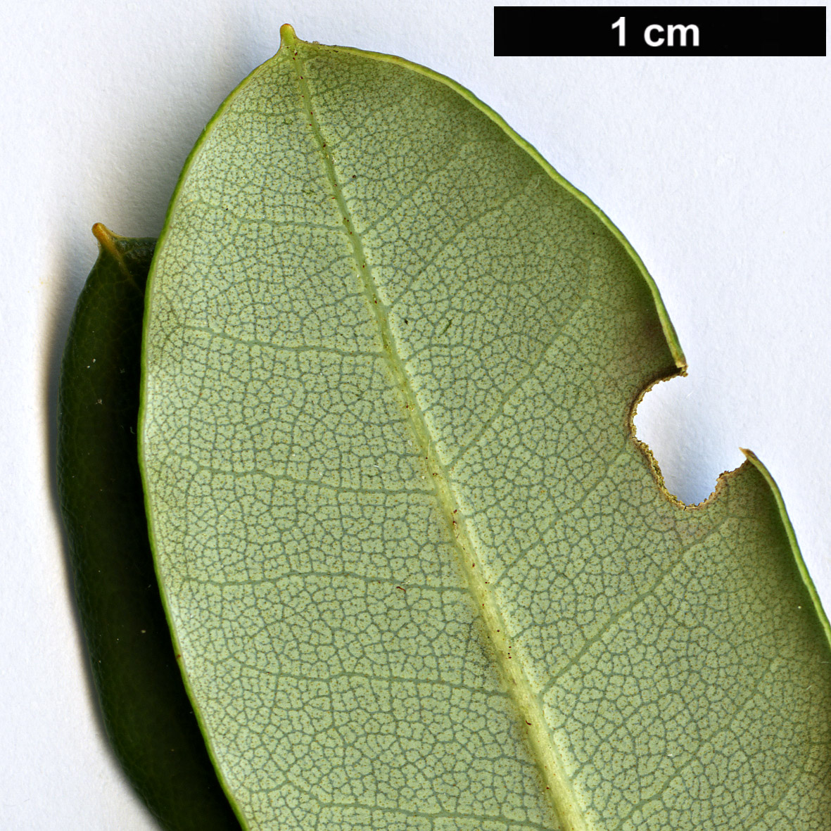 High resolution image: Family: Ericaceae - Genus: Rhododendron - Taxon: martinianum