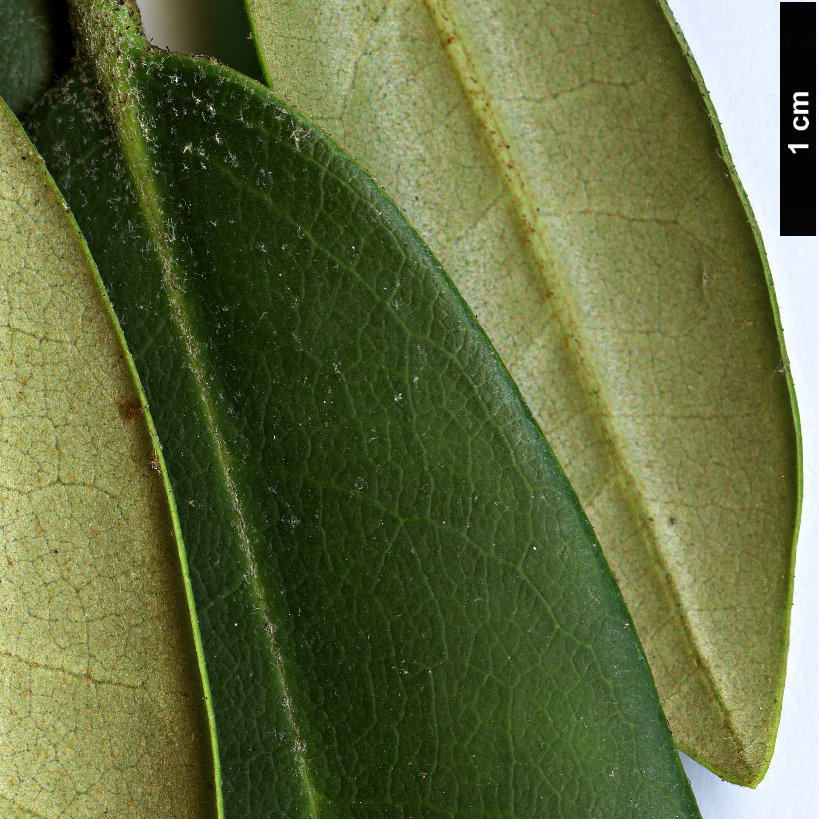 High resolution image: Family: Ericaceae - Genus: Rhododendron - Taxon: maximum